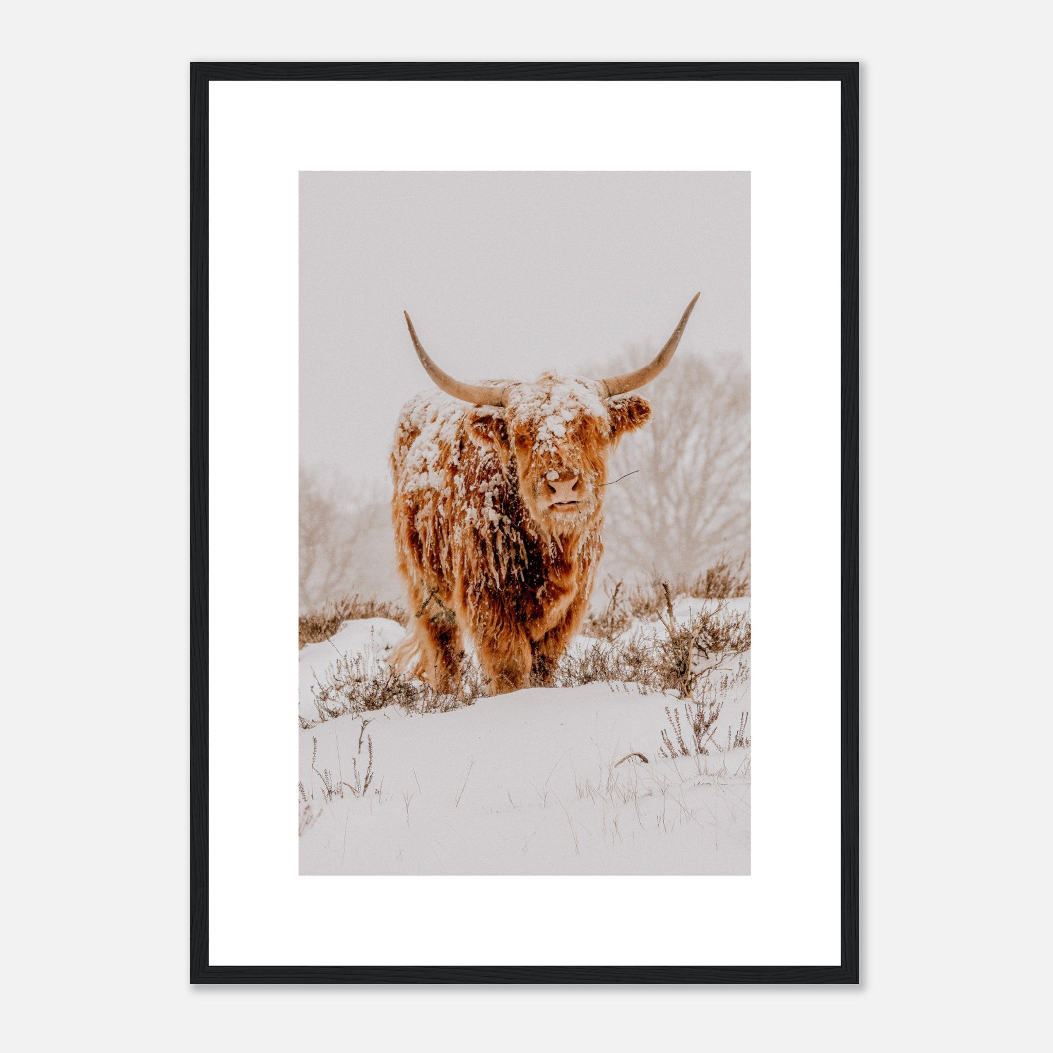 Portrait Of A Scottish Highland Cow In The Snow Poster