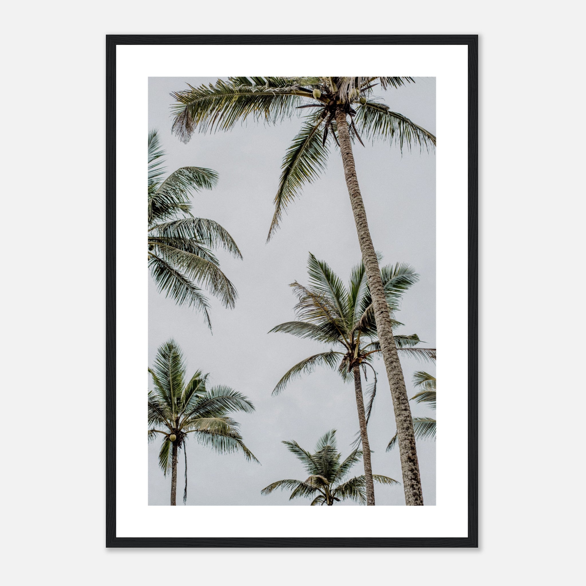Palm Trees In Sri Lanka Poster
