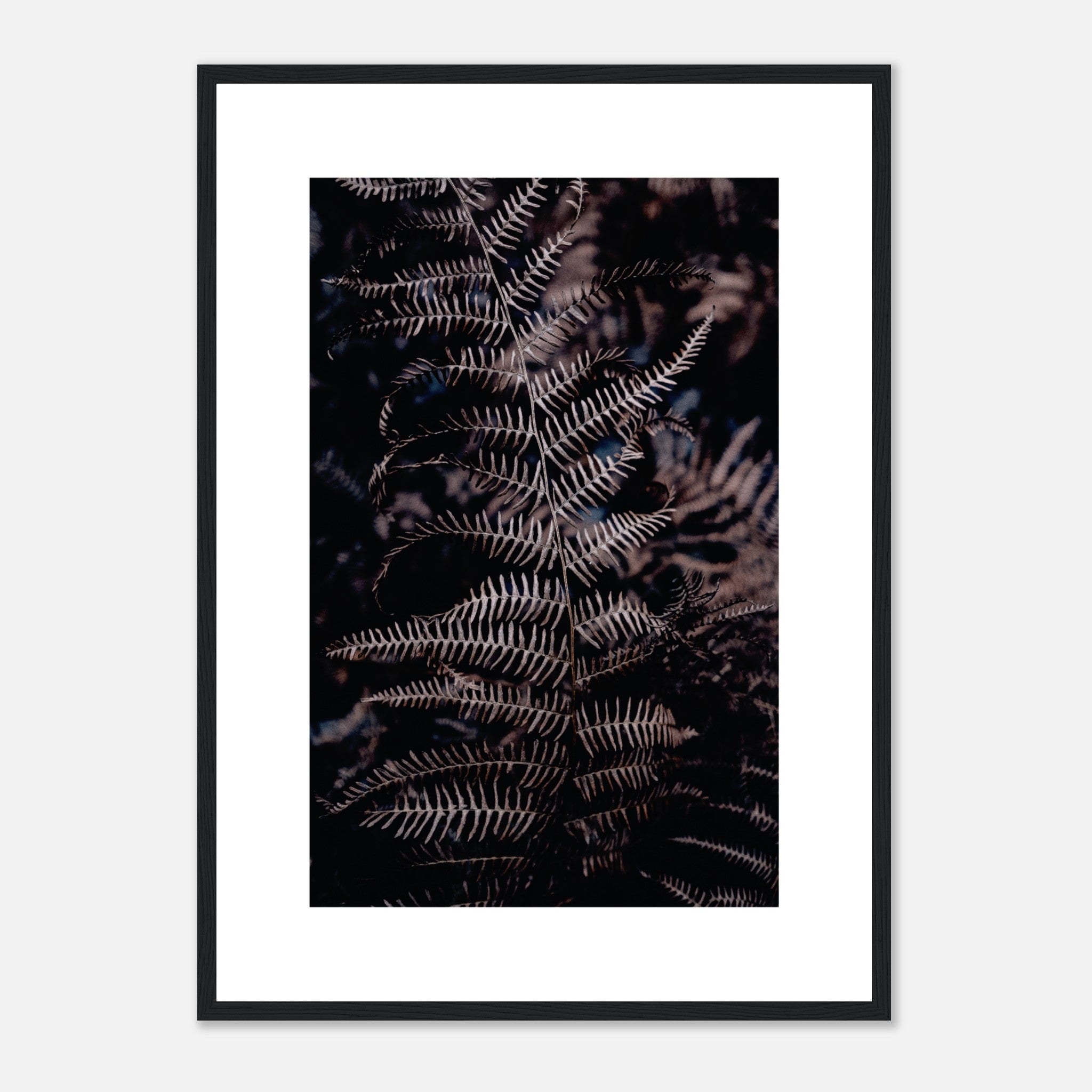Dried Fern Poster