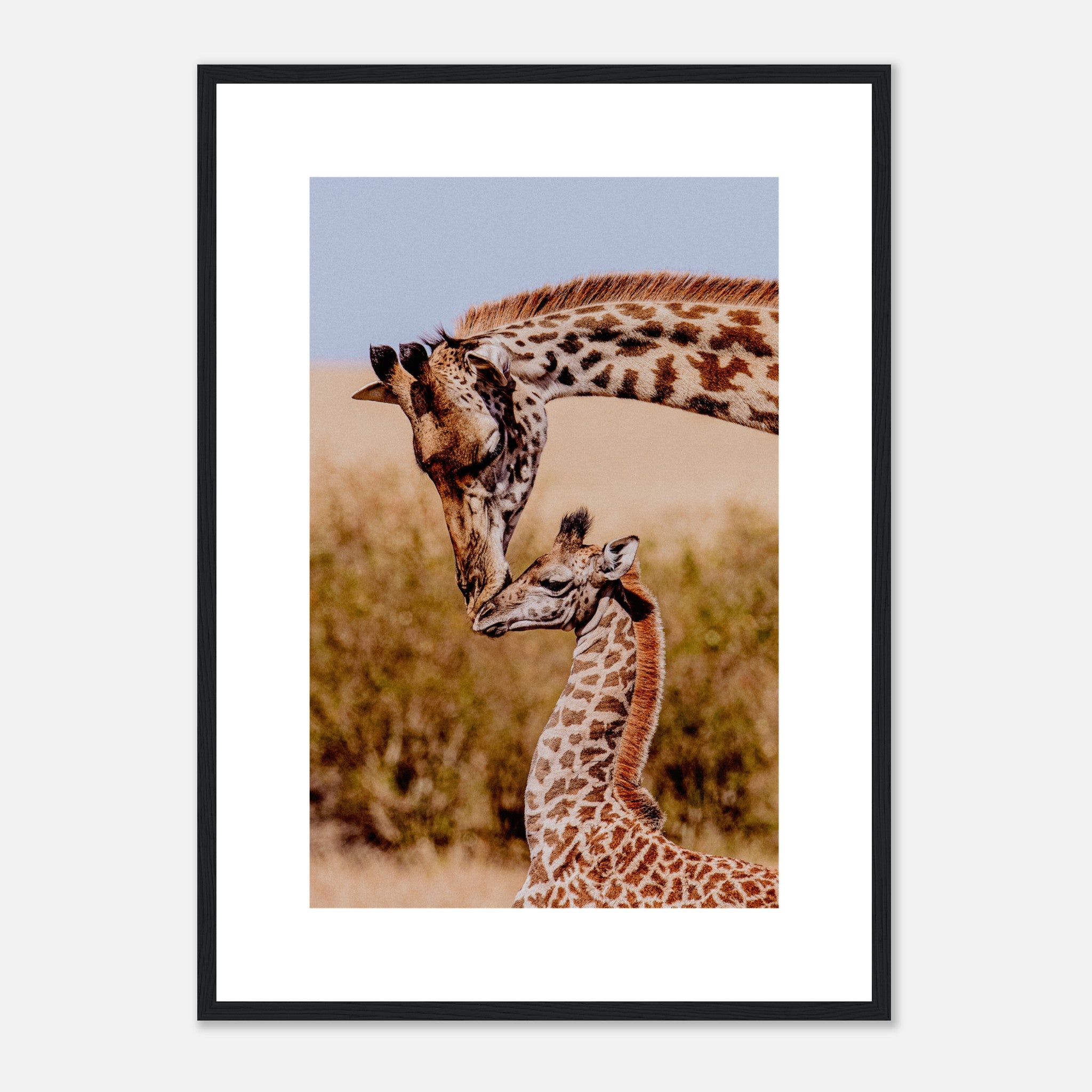 Giraffe Love Poster