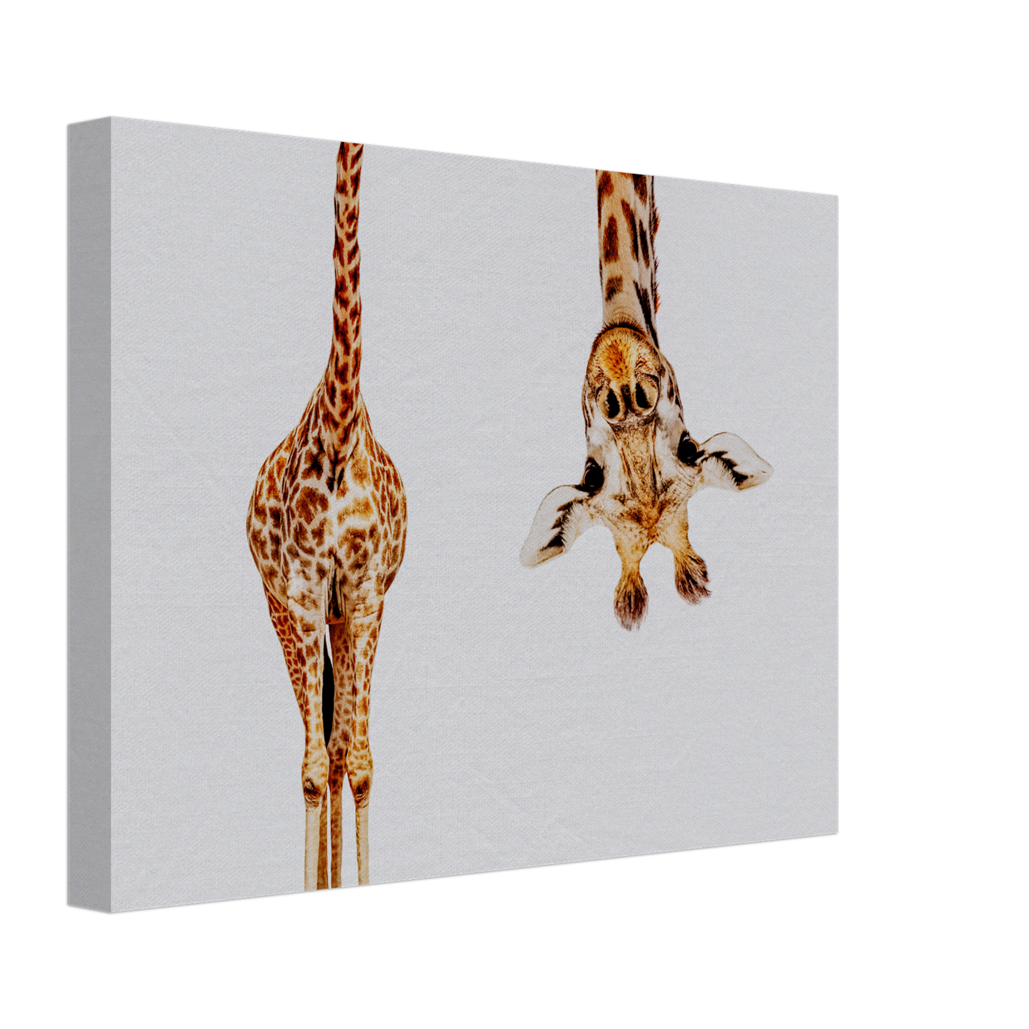 Giraffe With Long Head Look Upside Down Canvas