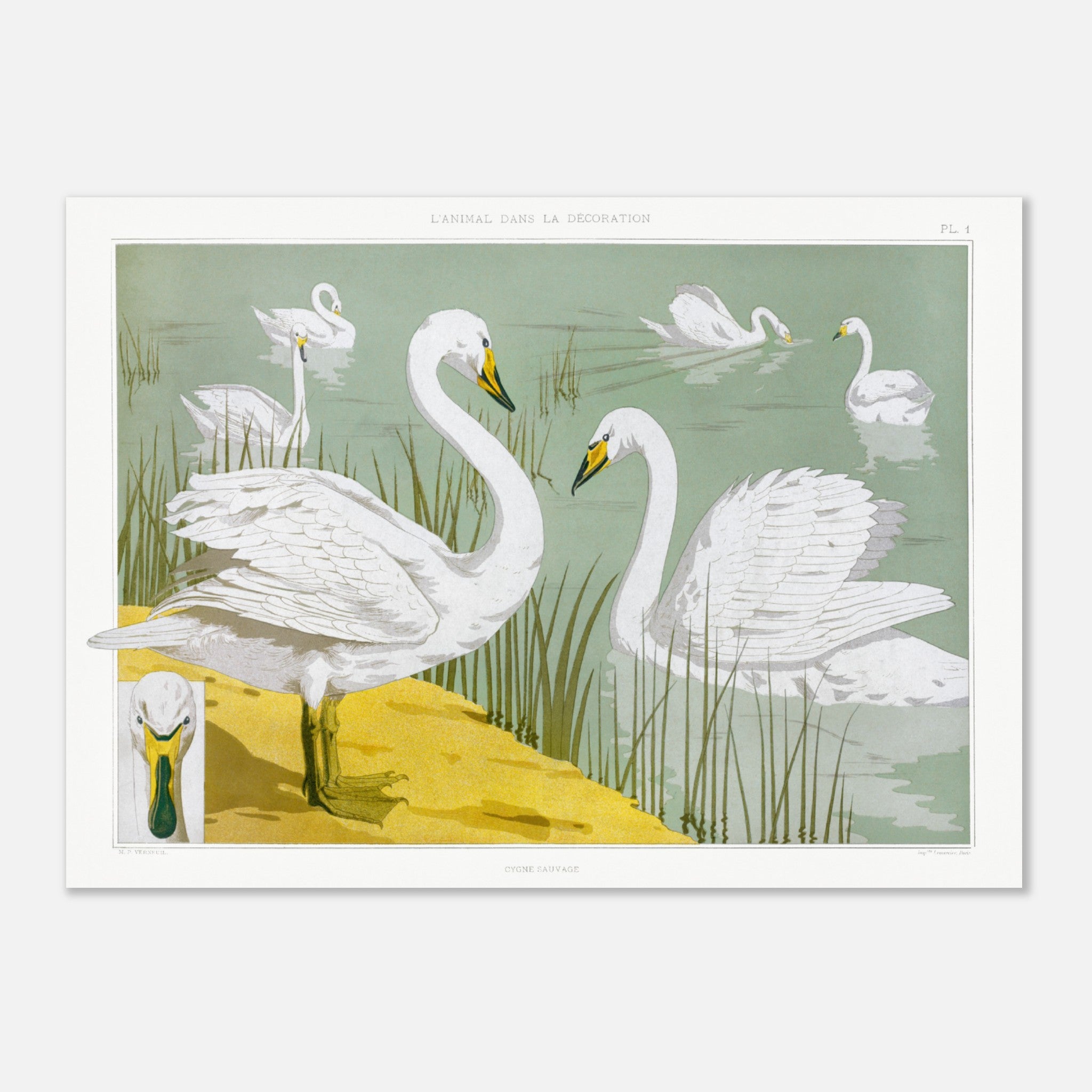 Verneuil - Cygne sauvage Poster