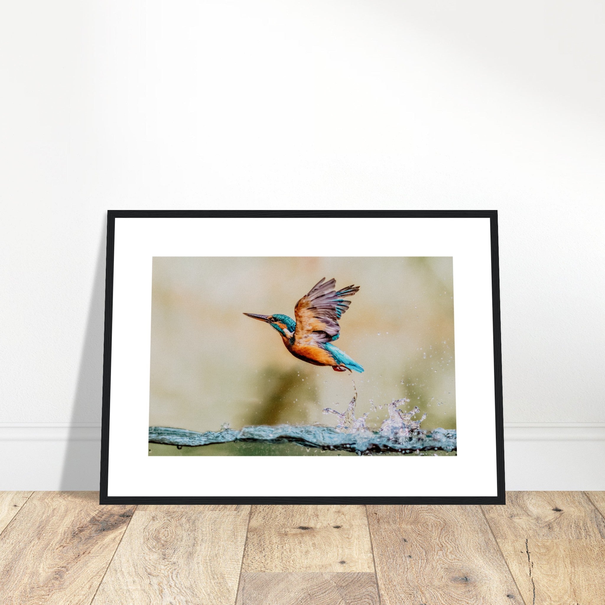 Common European Kingfisher Poster