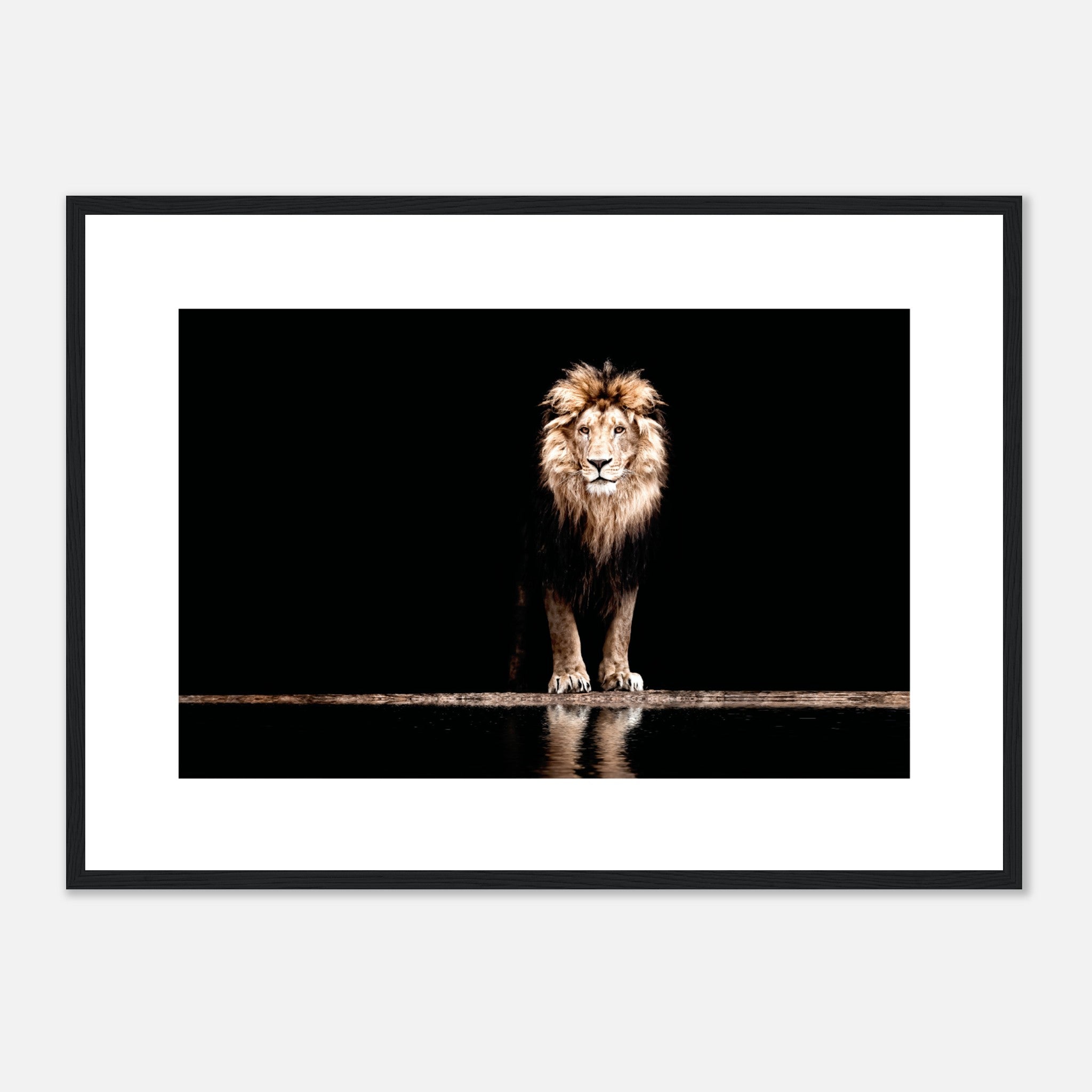 Lion At Waterhole Poster