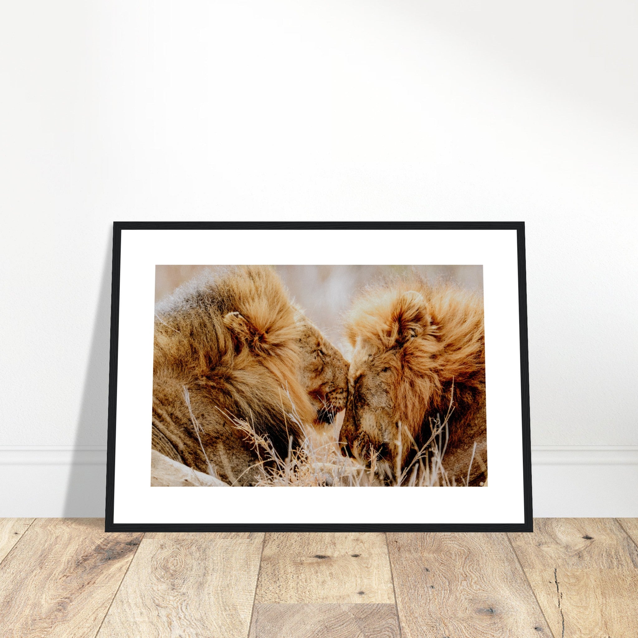 Cute Lions In Their Habitat Poster
