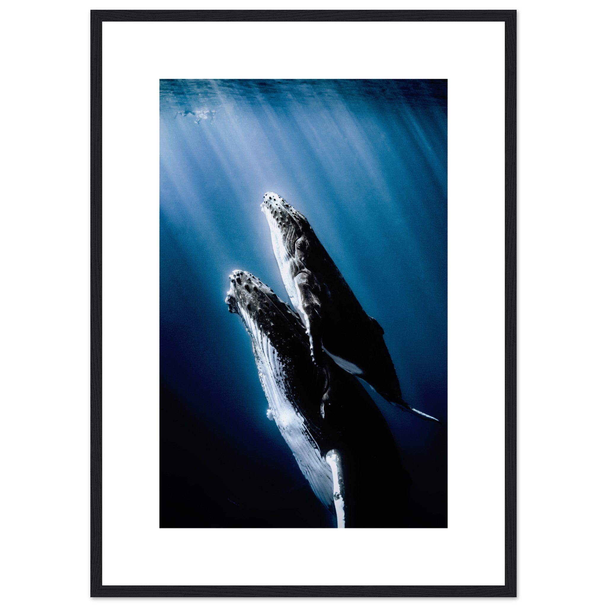 Humpback Whales And Calf Poster