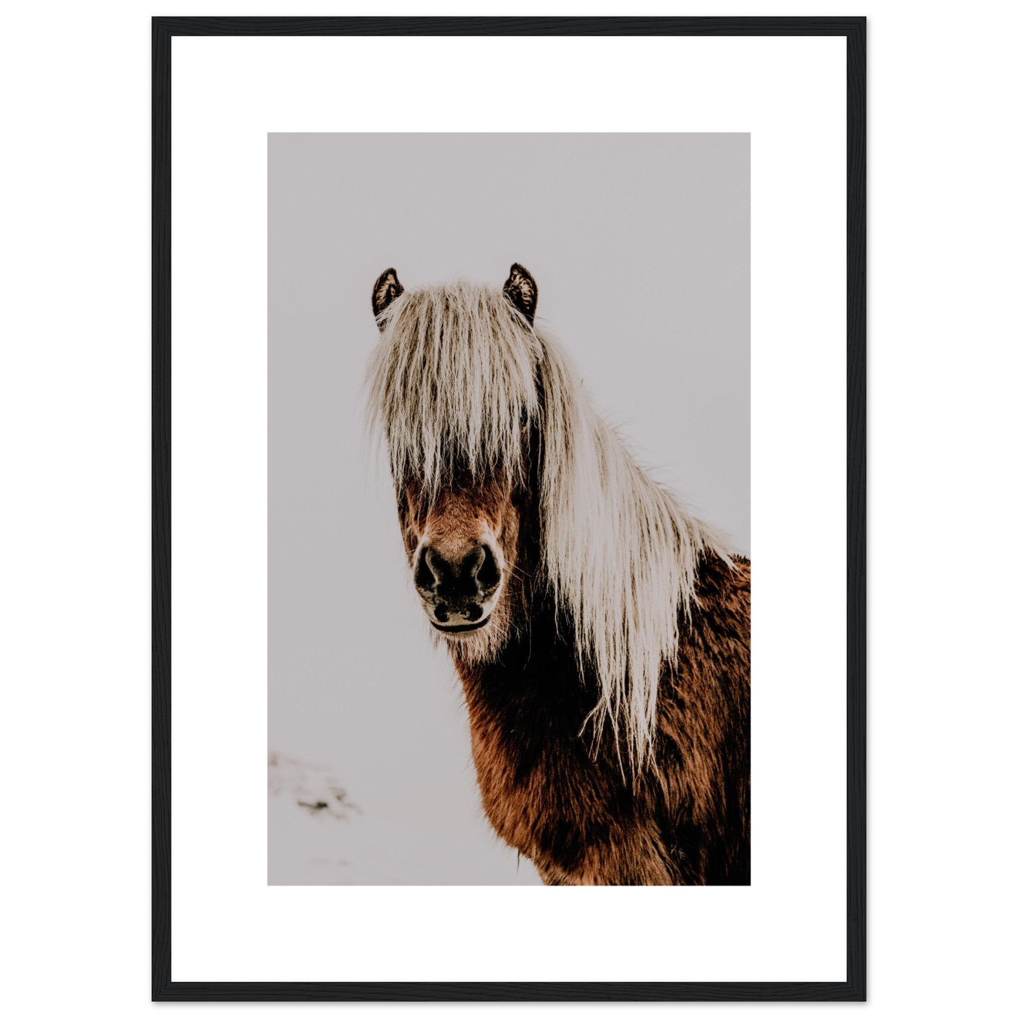 Beautiful Horse Portrait Poster