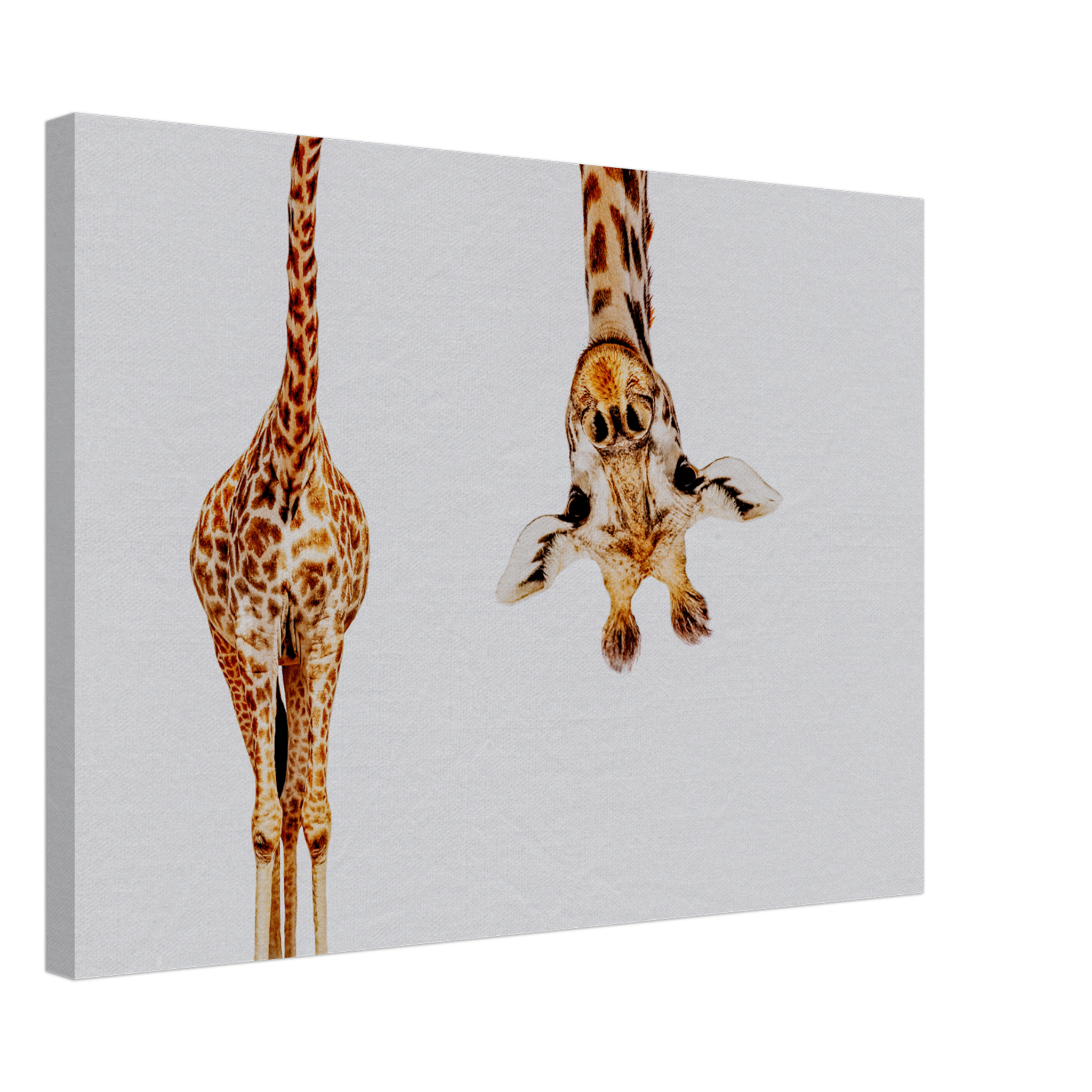 Giraffe With Long Head Look Upside Down Canvas