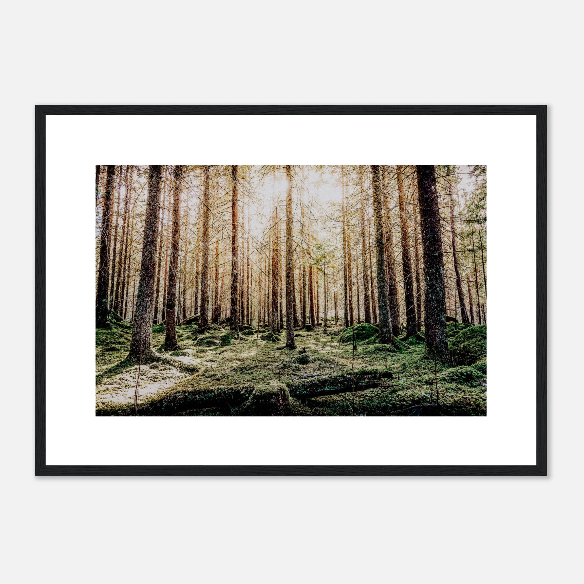 Spruce Trees Forest Poster