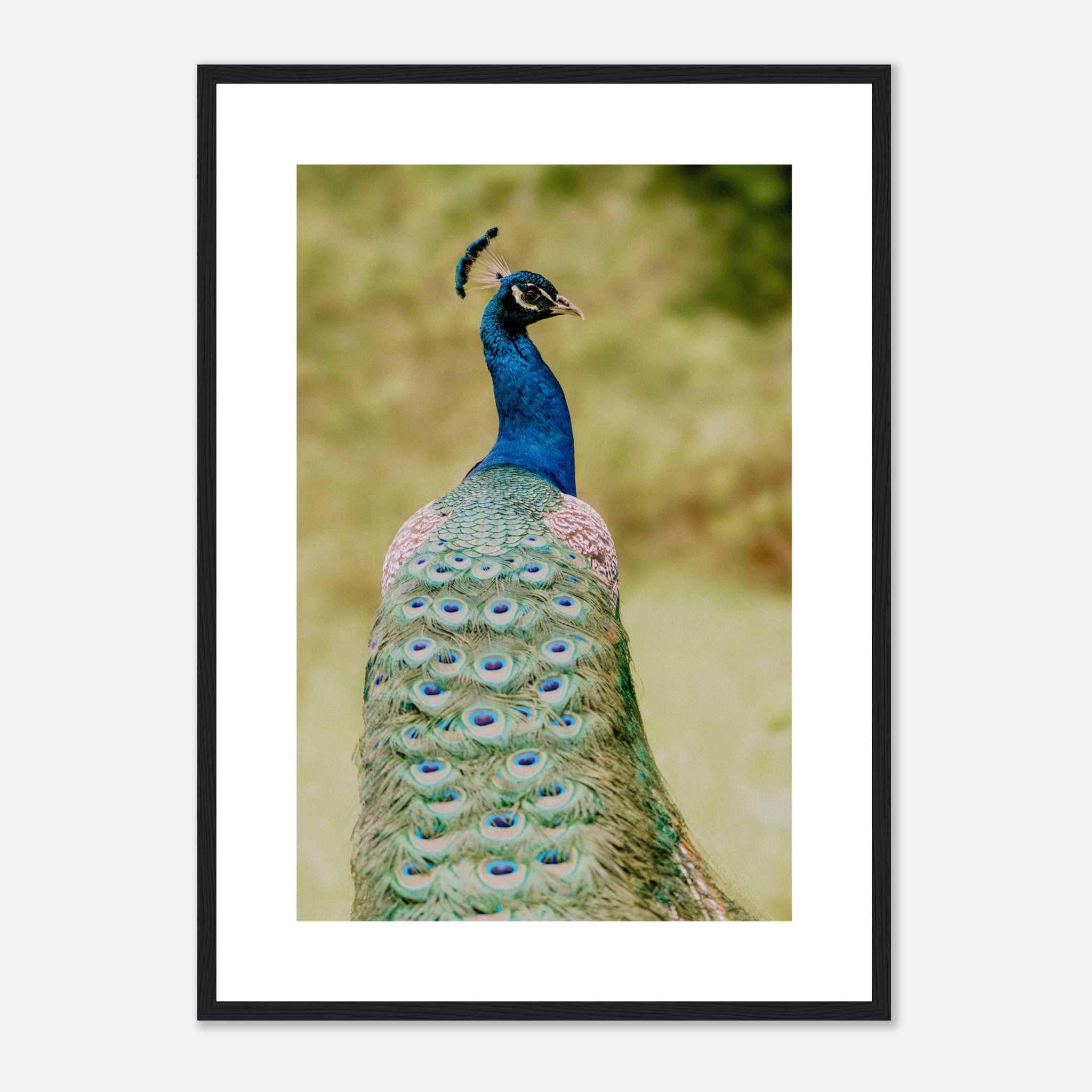 Long Feathered Tail Peacock Poster