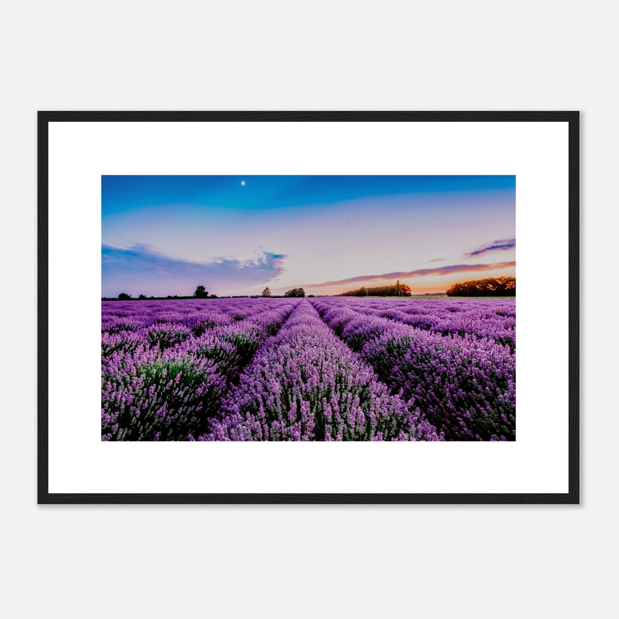Sunrise And Dramatic Clouds Over Lavender Field Poster