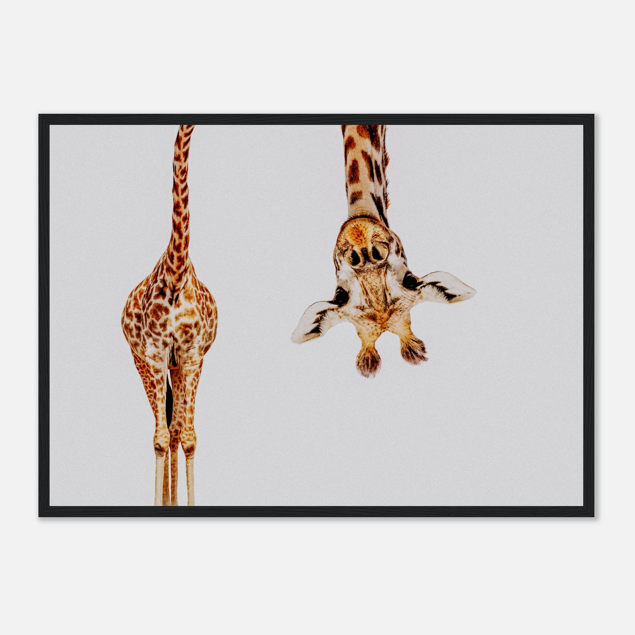 Giraffe With Long Head Look Upside Down Poster