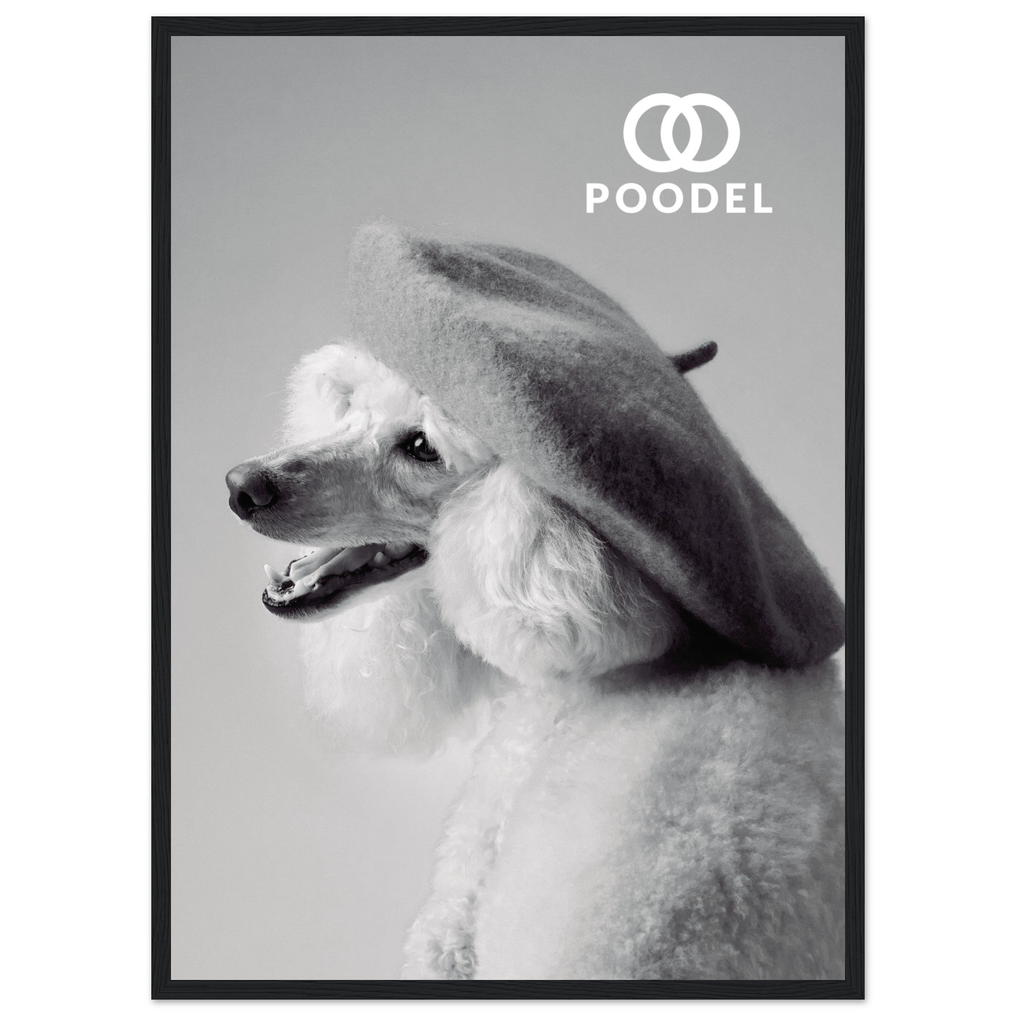 Elegant Poodle Dog Poster