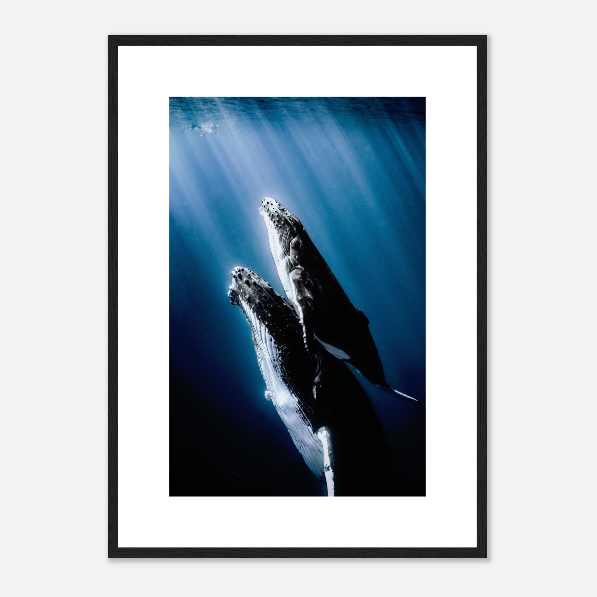 Humpback Whales And Calf Poster