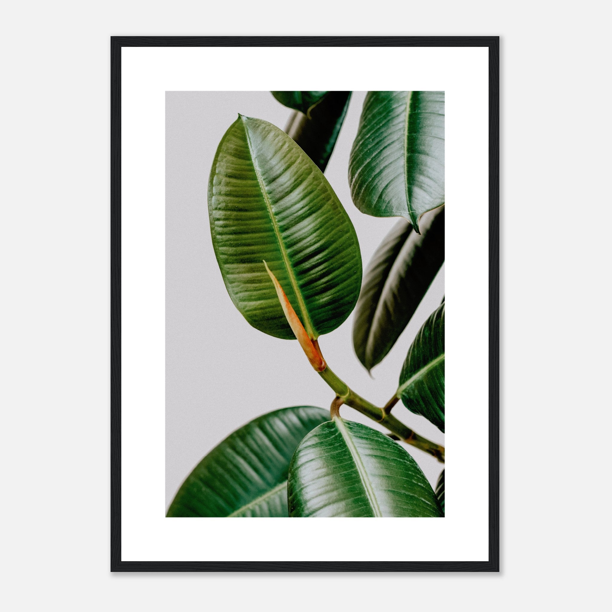 Indian Ficus Poster