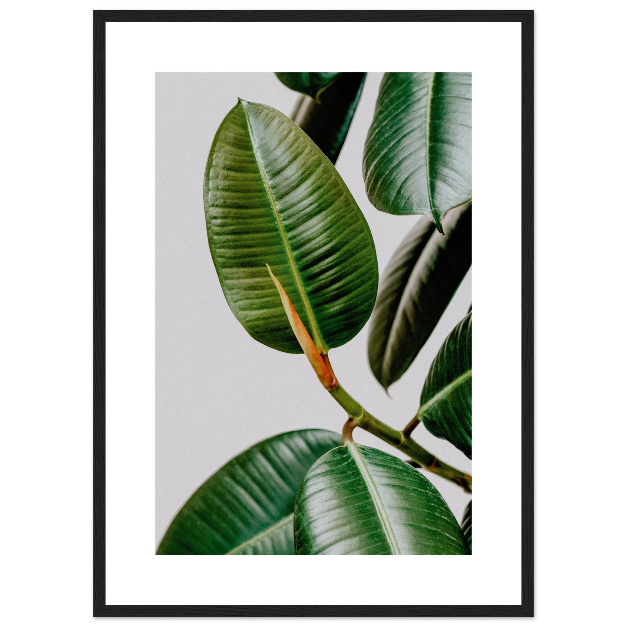 Indian Ficus Poster