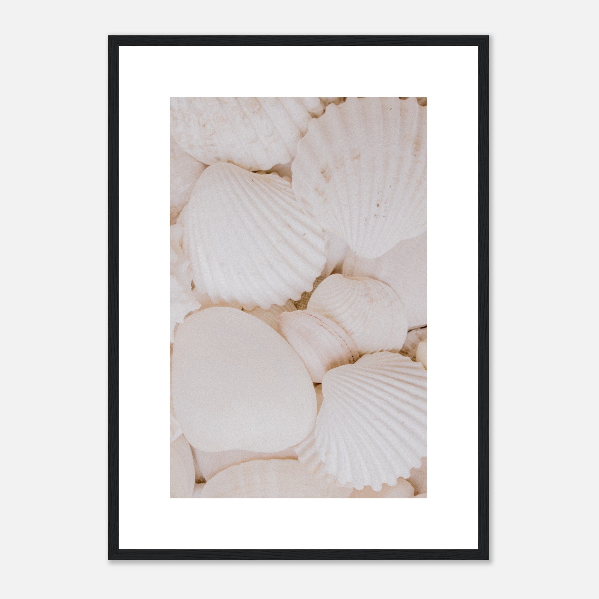 White Sea Shells Poster