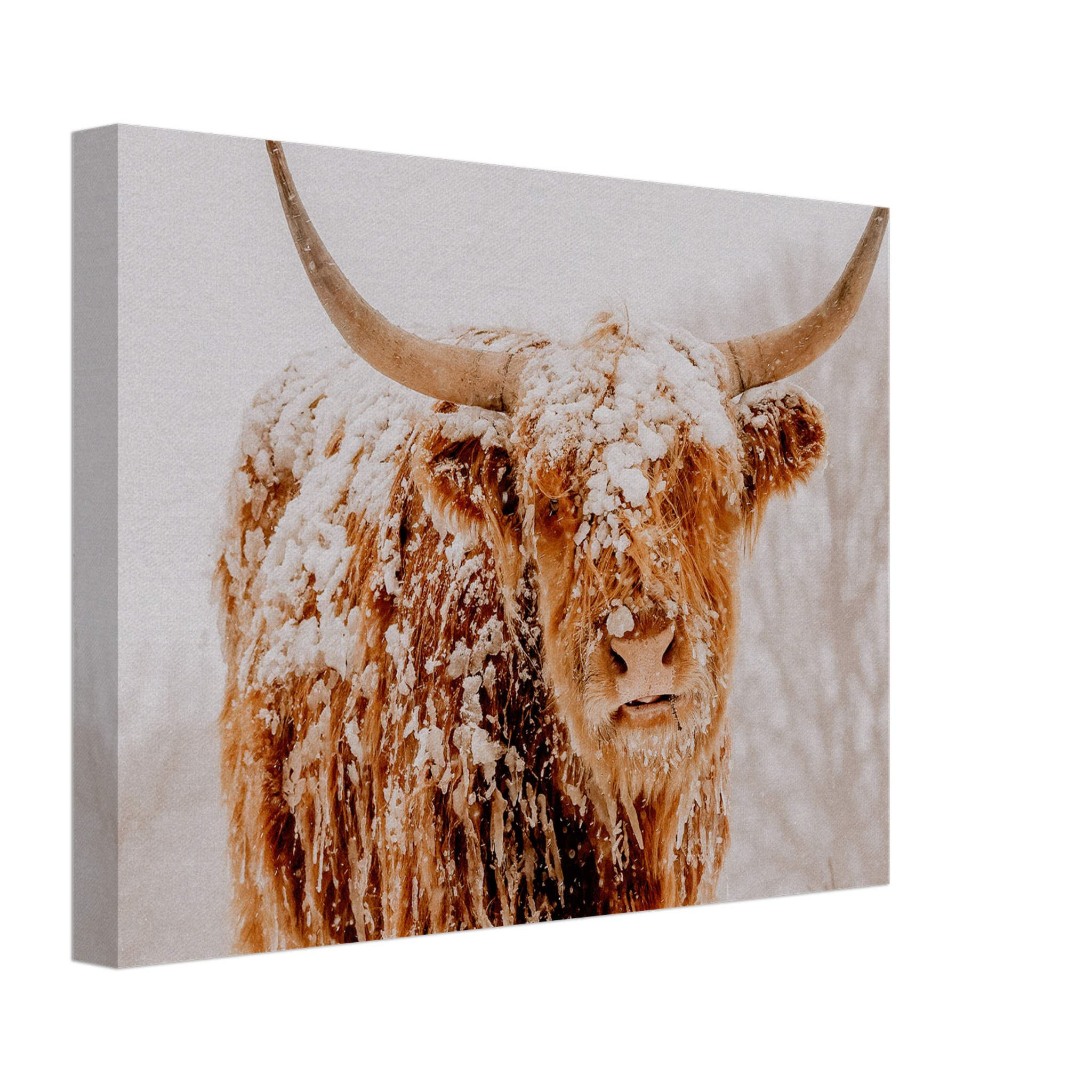 Portrait Of A Scottish Highland Cow In The Snow Canvas