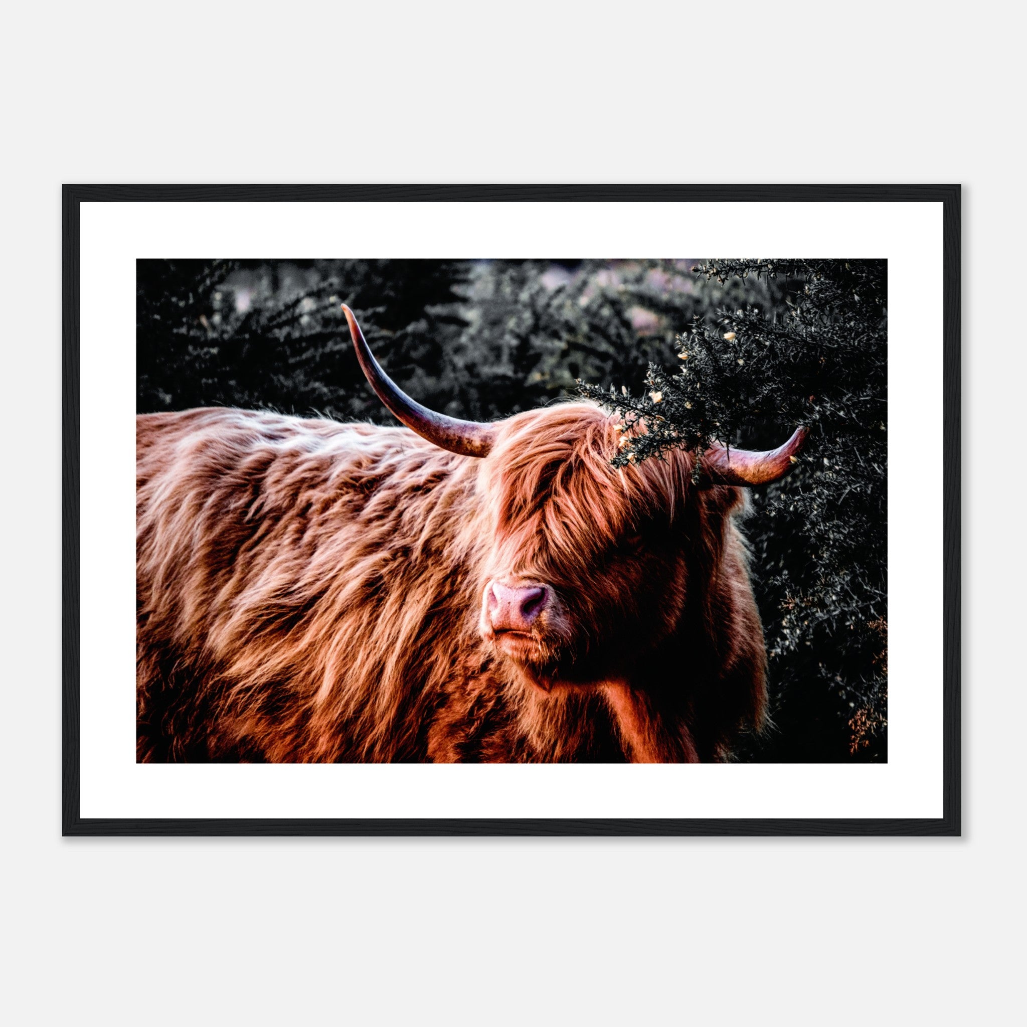 Portrait Of Scottish Highland Cow Poster