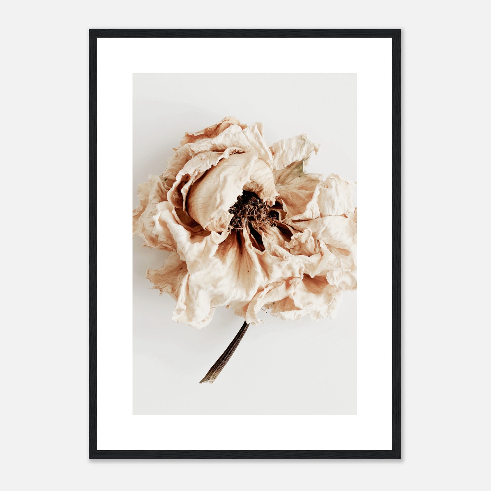 Dry Flower Rose Poster