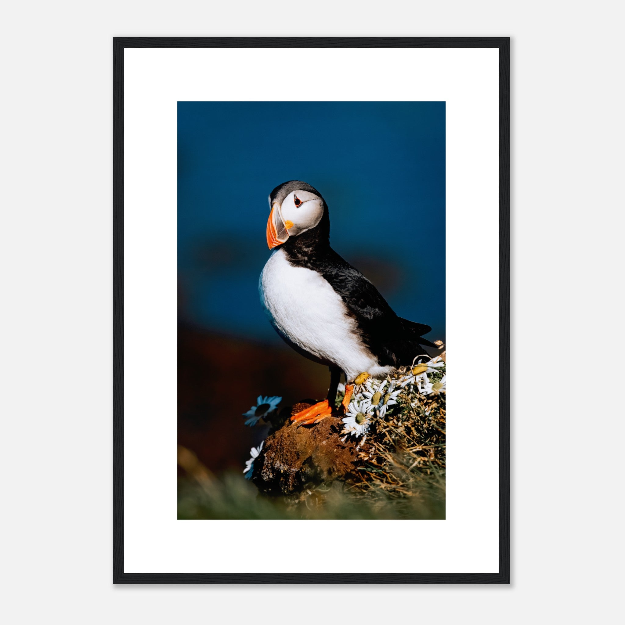Atlantic Puffin Standing On Cliff Poster