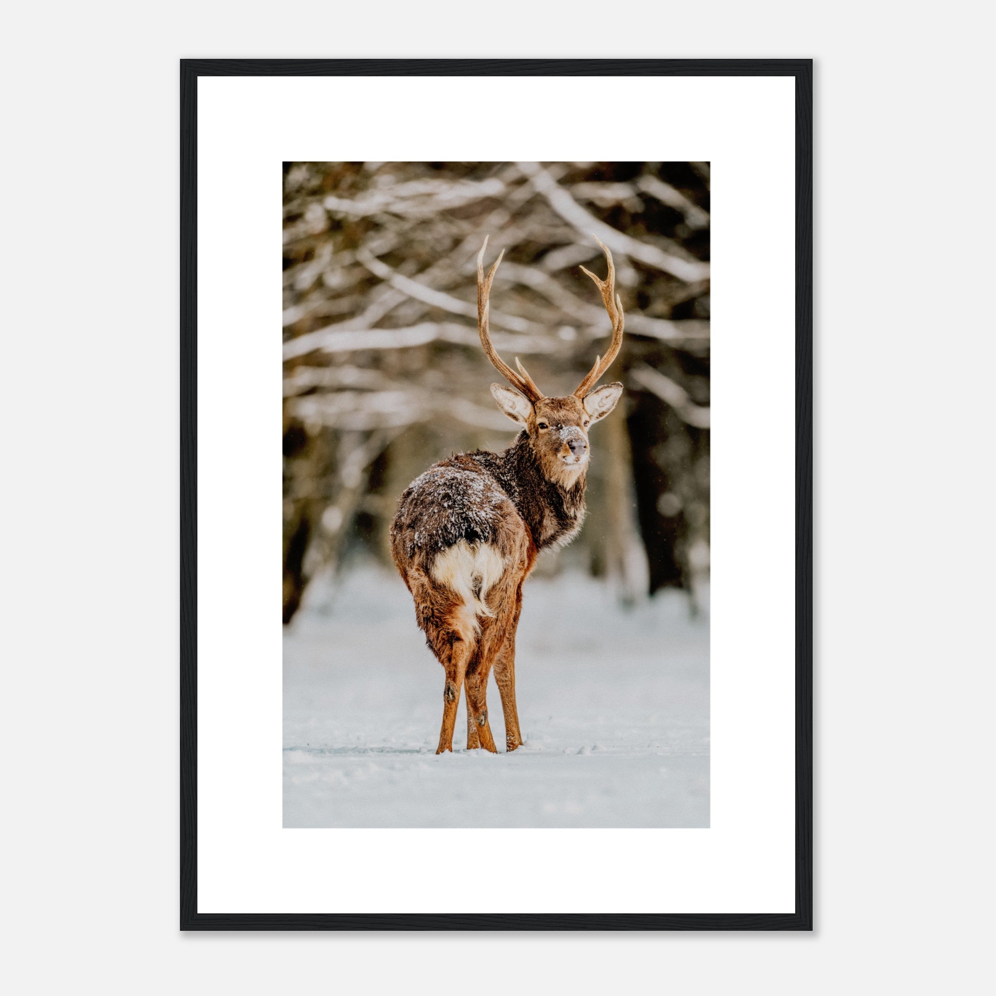 Red Deer In The Snow Poster