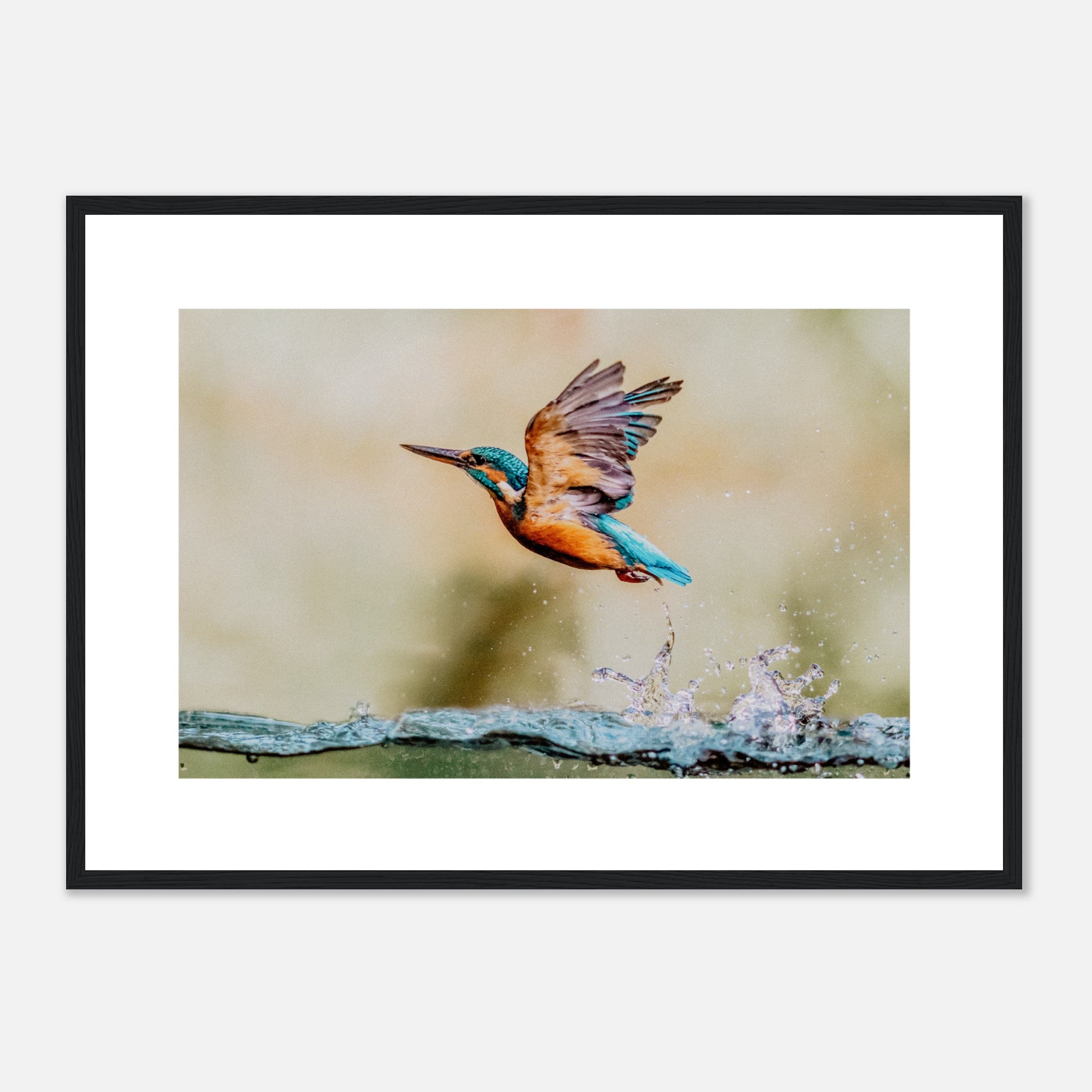 Common European Kingfisher Poster