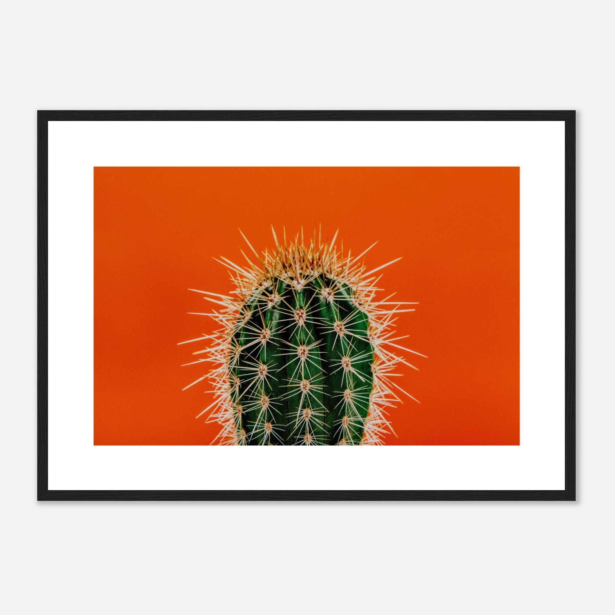 Green Prickly Cactus Poster