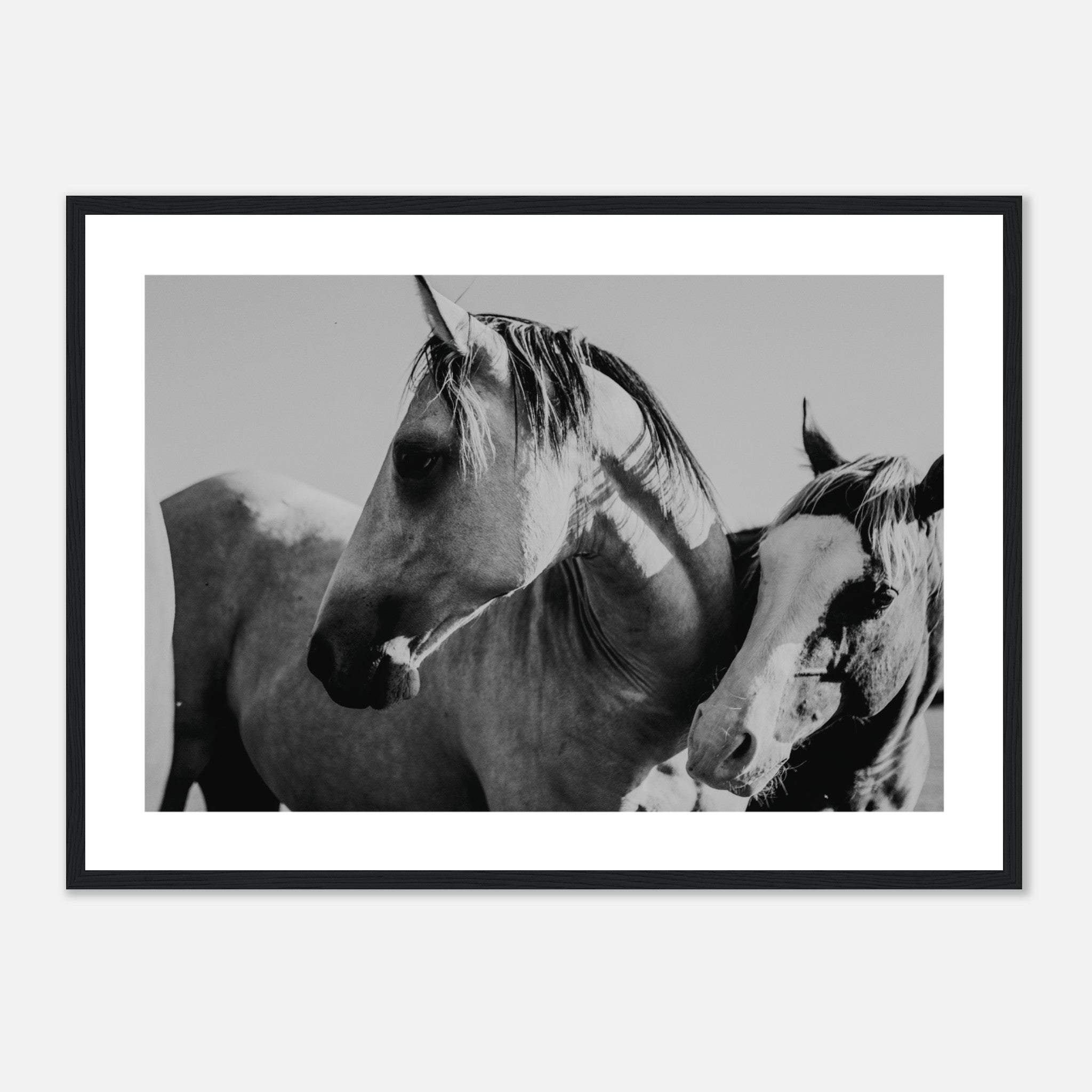 Horses In Close Up Poster