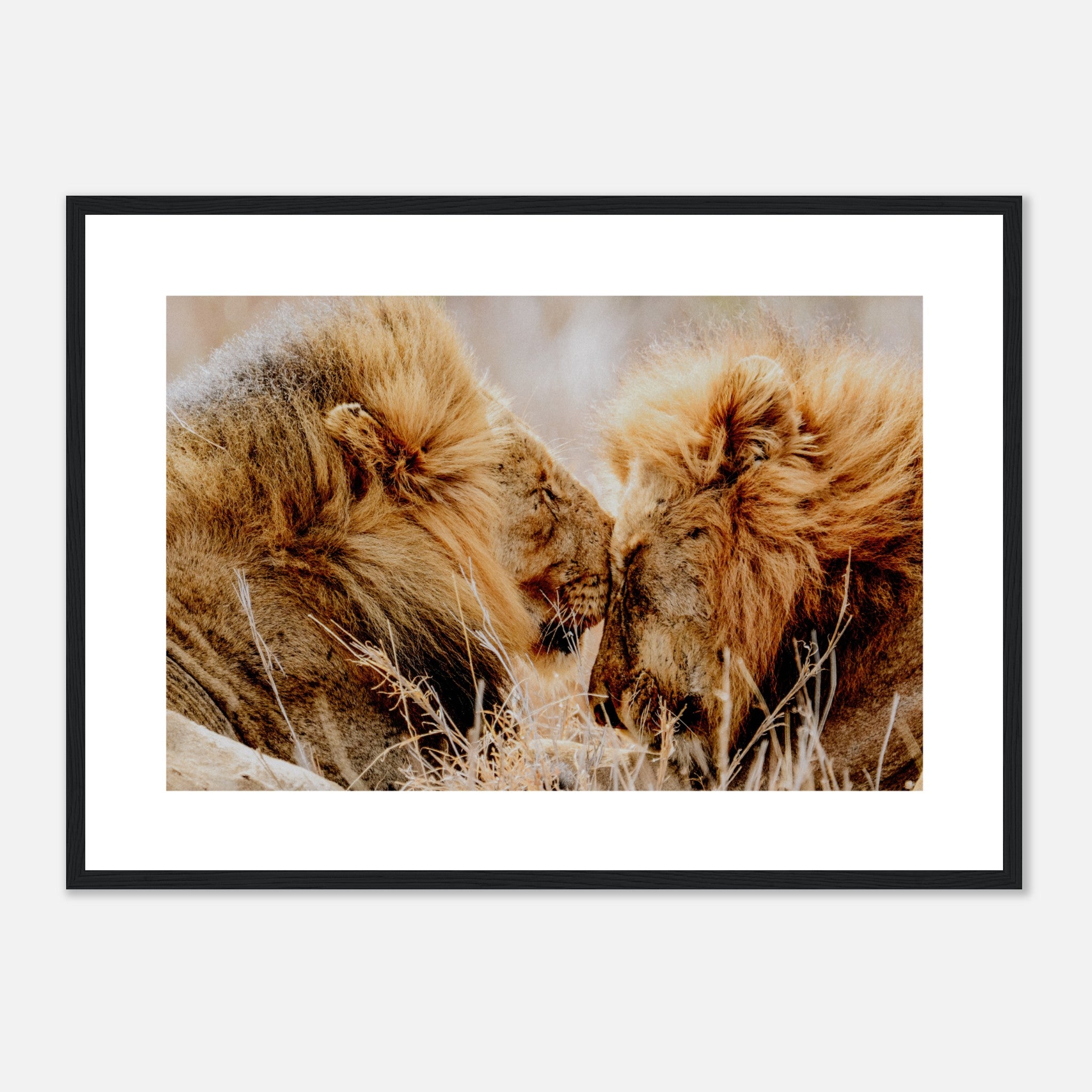 Cute Lions In Their Habitat Poster