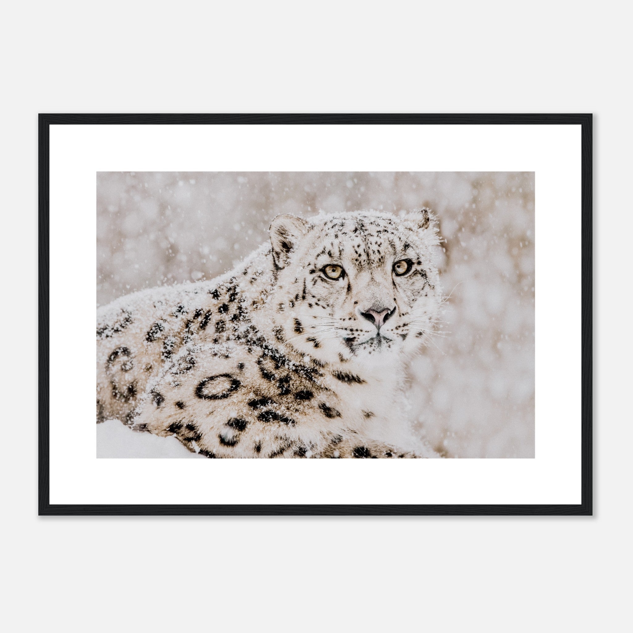 Leopardo en tormenta de nieve Póster