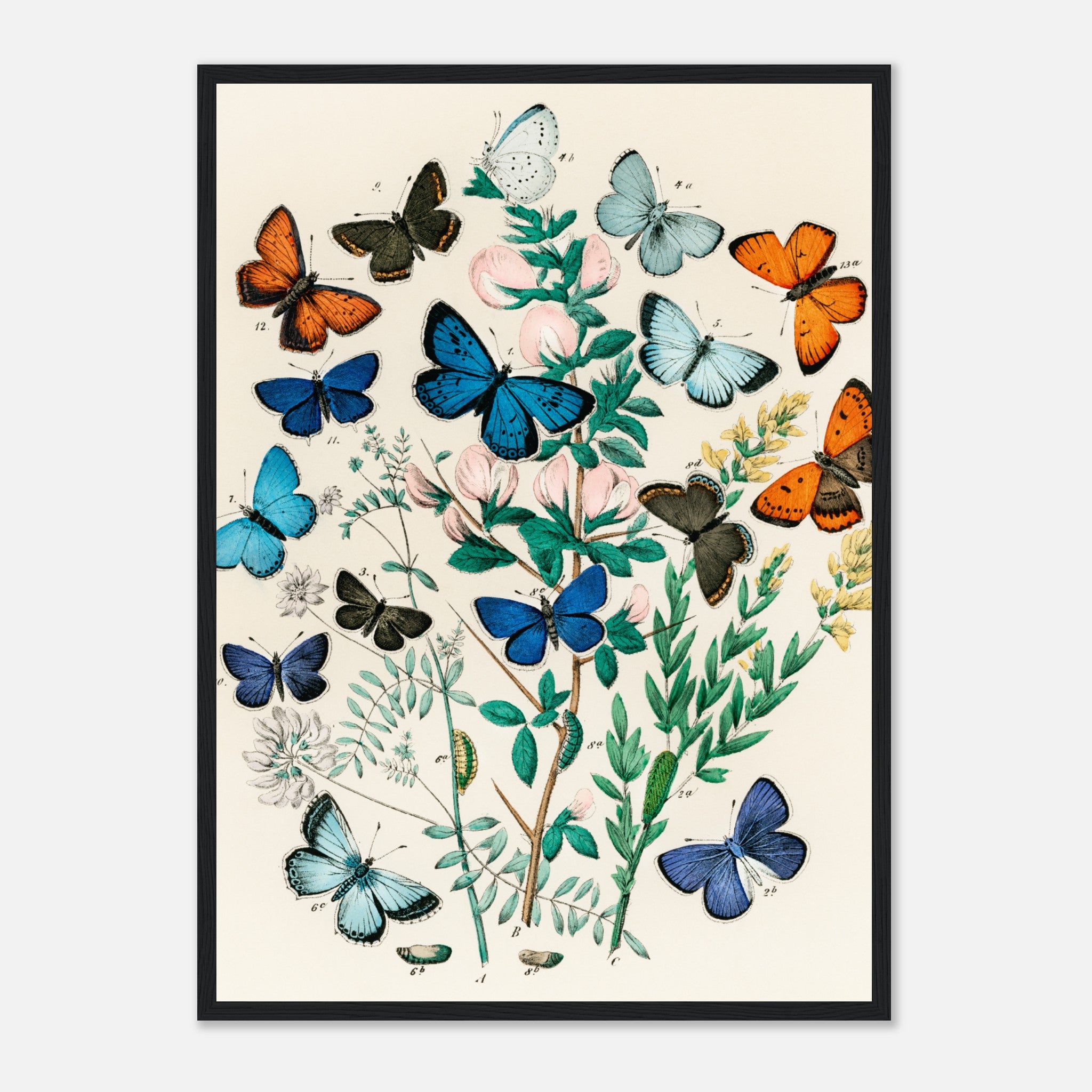 European Butterflies and Moths by William Forsell Kirby Poster