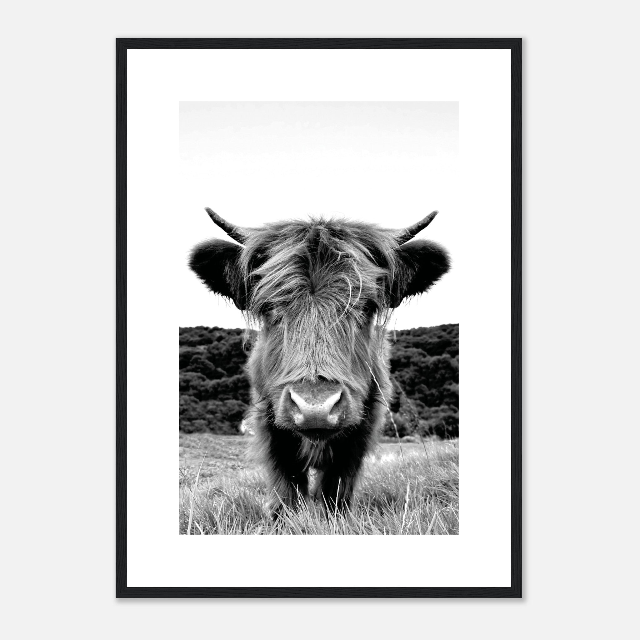 Highland Cattle 2 Poster