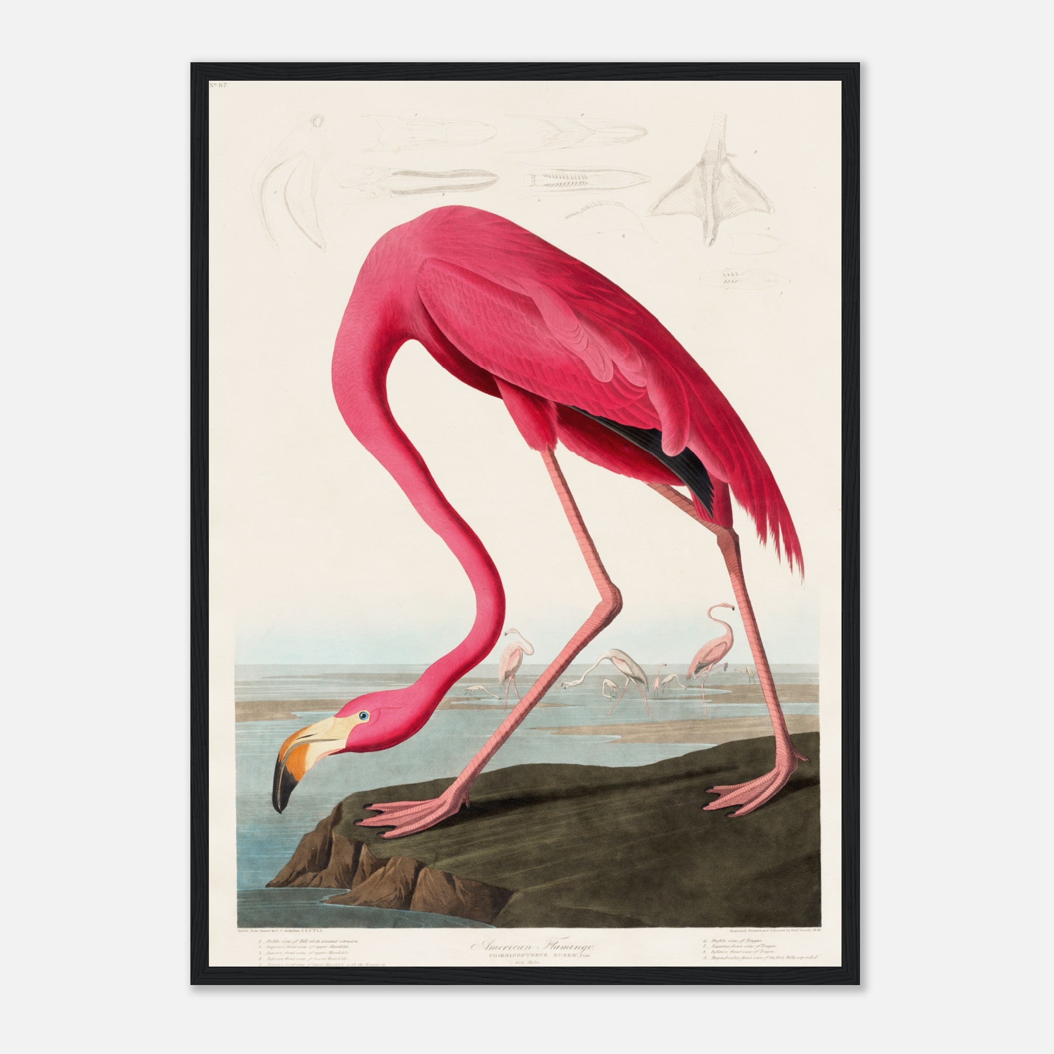 Flamenco rosado de Audubon Póster
