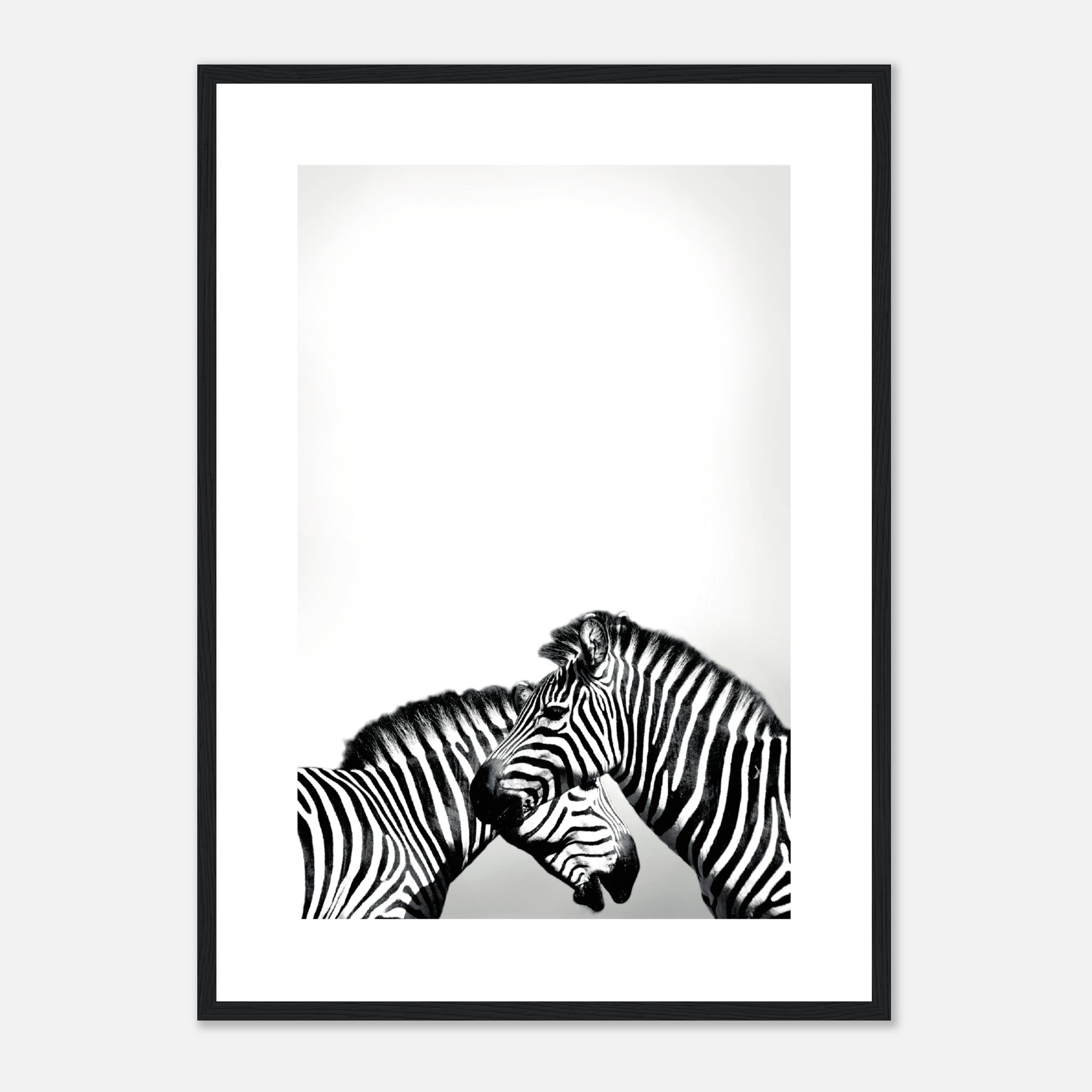 Zebras Poster