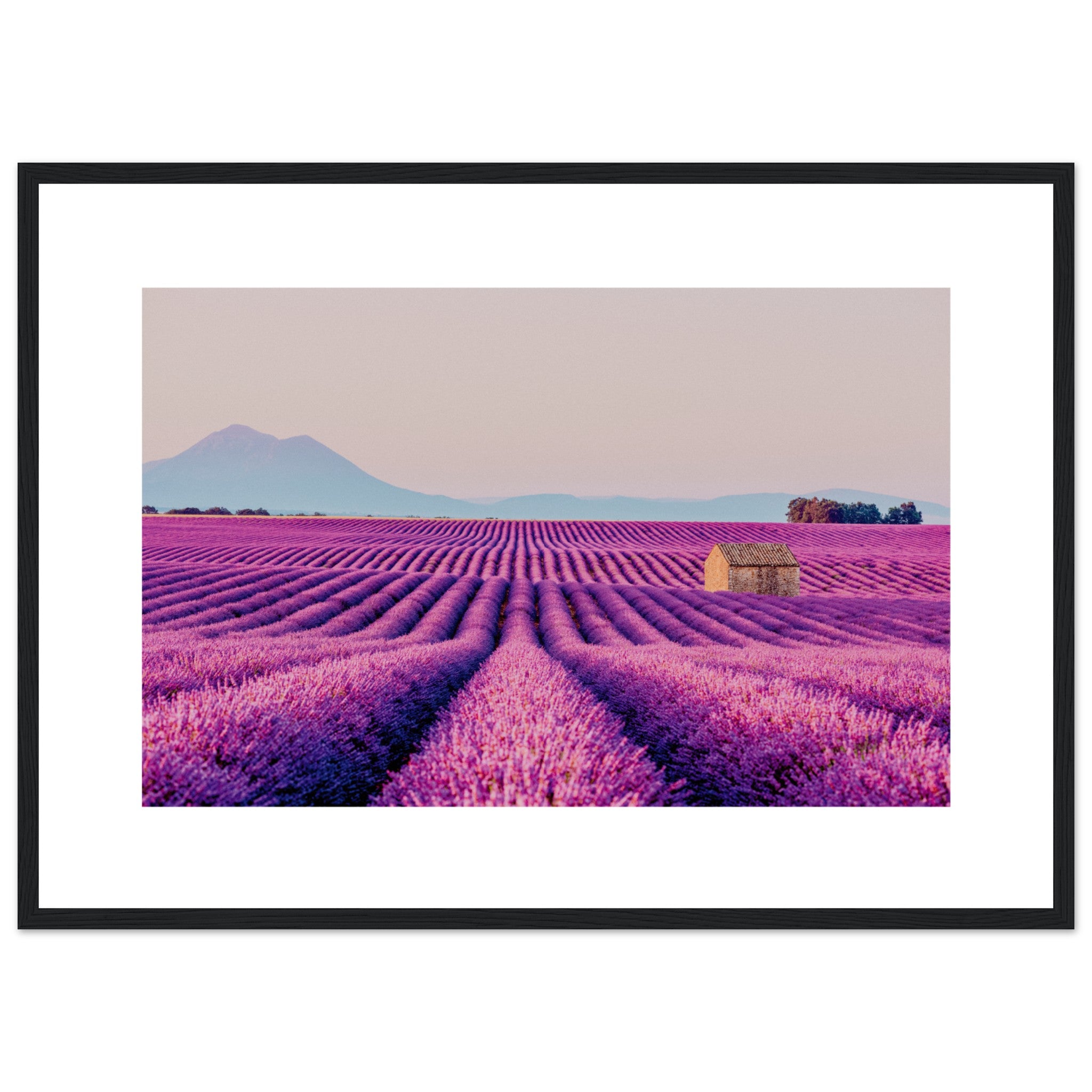 French Rural House In Blooming Lavender Fields Poster