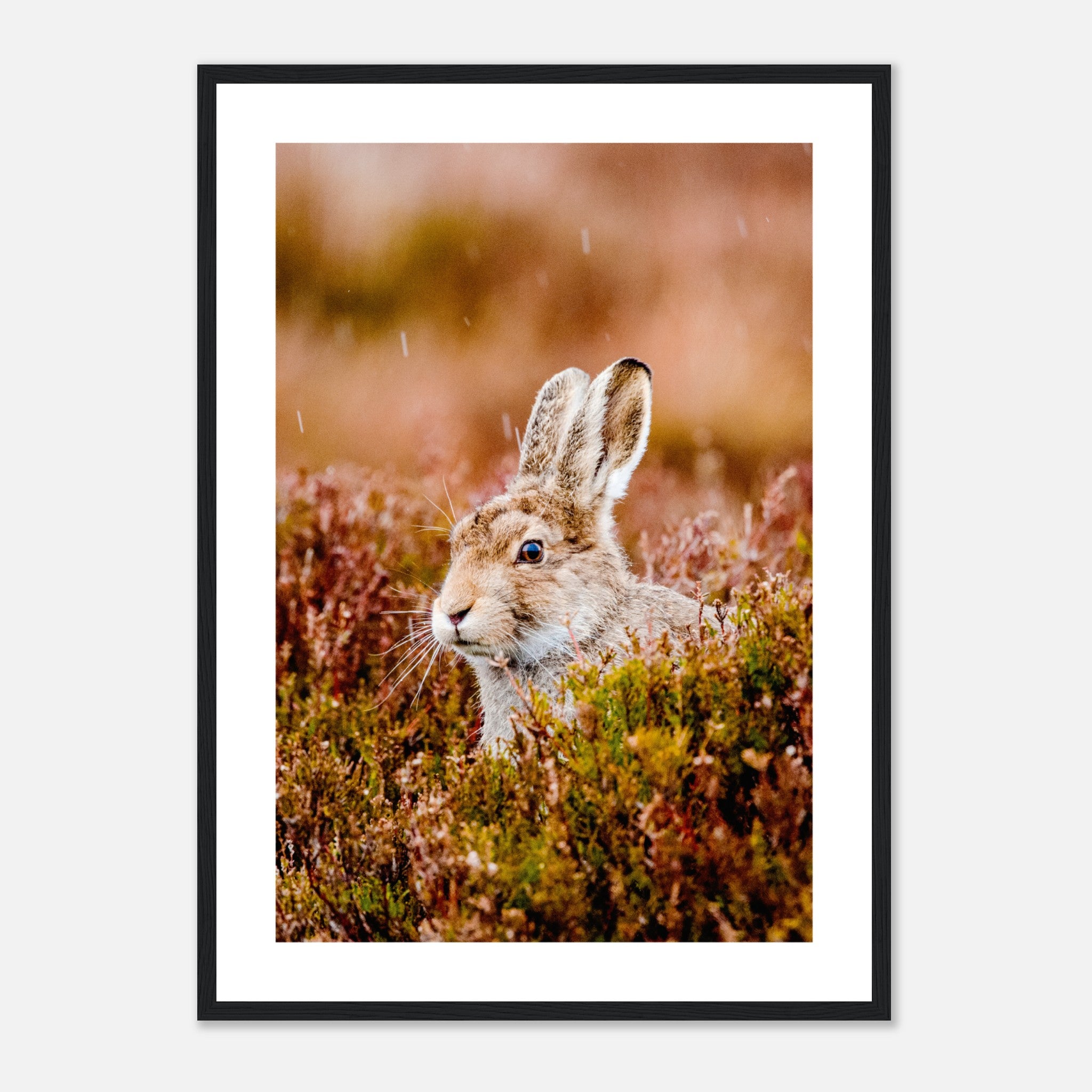 Young Scottish Mountain Hare Poster