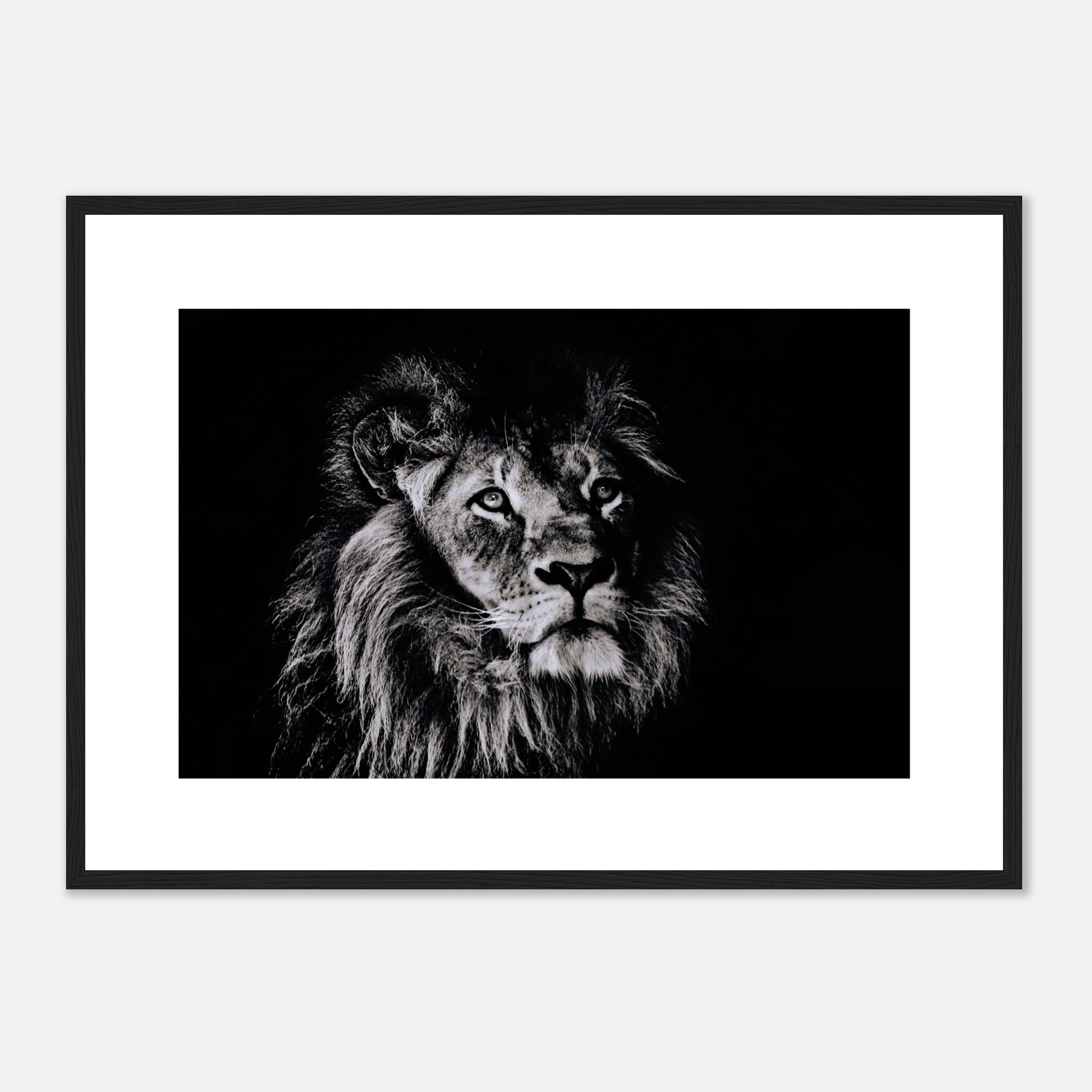 Retrato de un león (bw) Póster