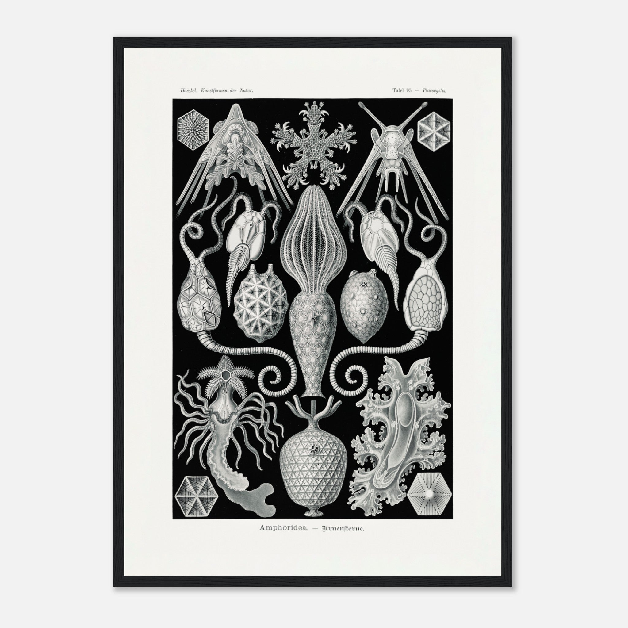 Amphoridea Urnensterne por Ernst Haeckel Póster