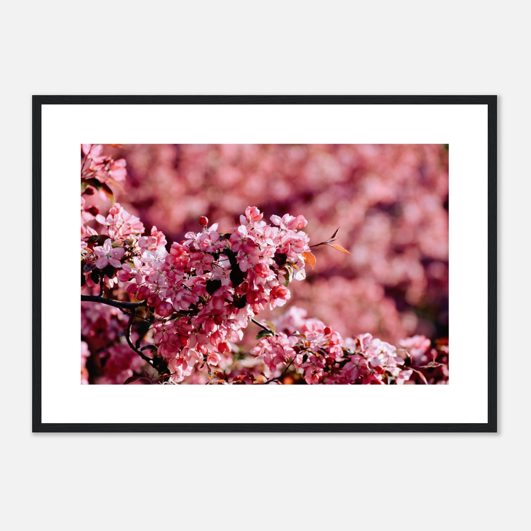 Pink Flowers In Spring Poster