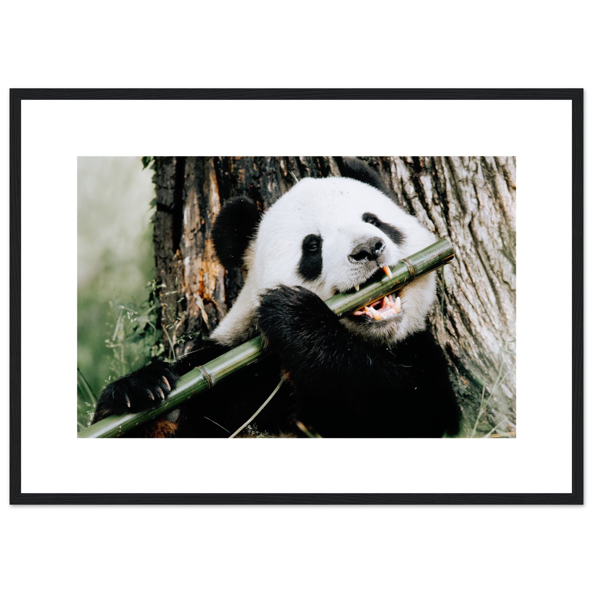 Panda comiendo un tallo de bambú Póster