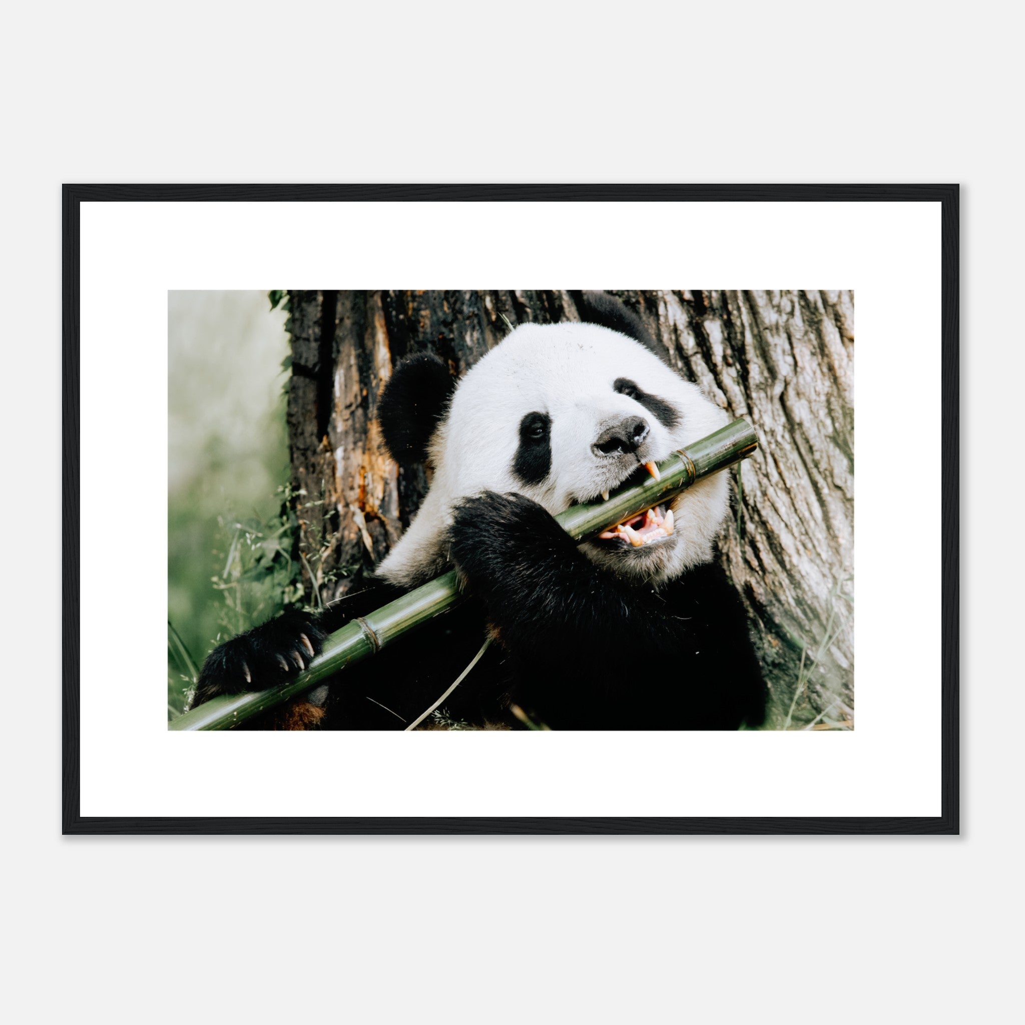 Panda comiendo un tallo de bambú Póster