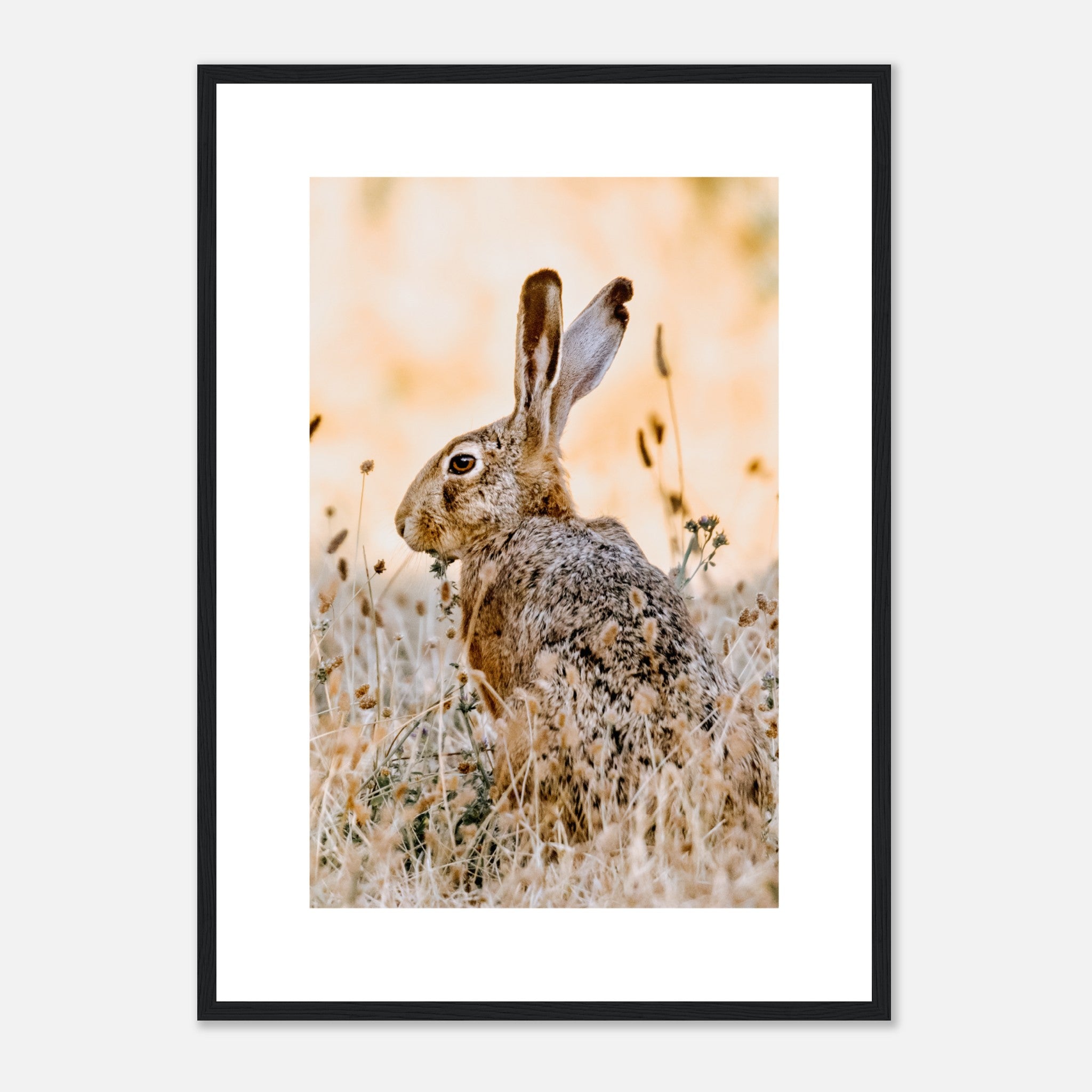 Wild European Brown Hare Poster