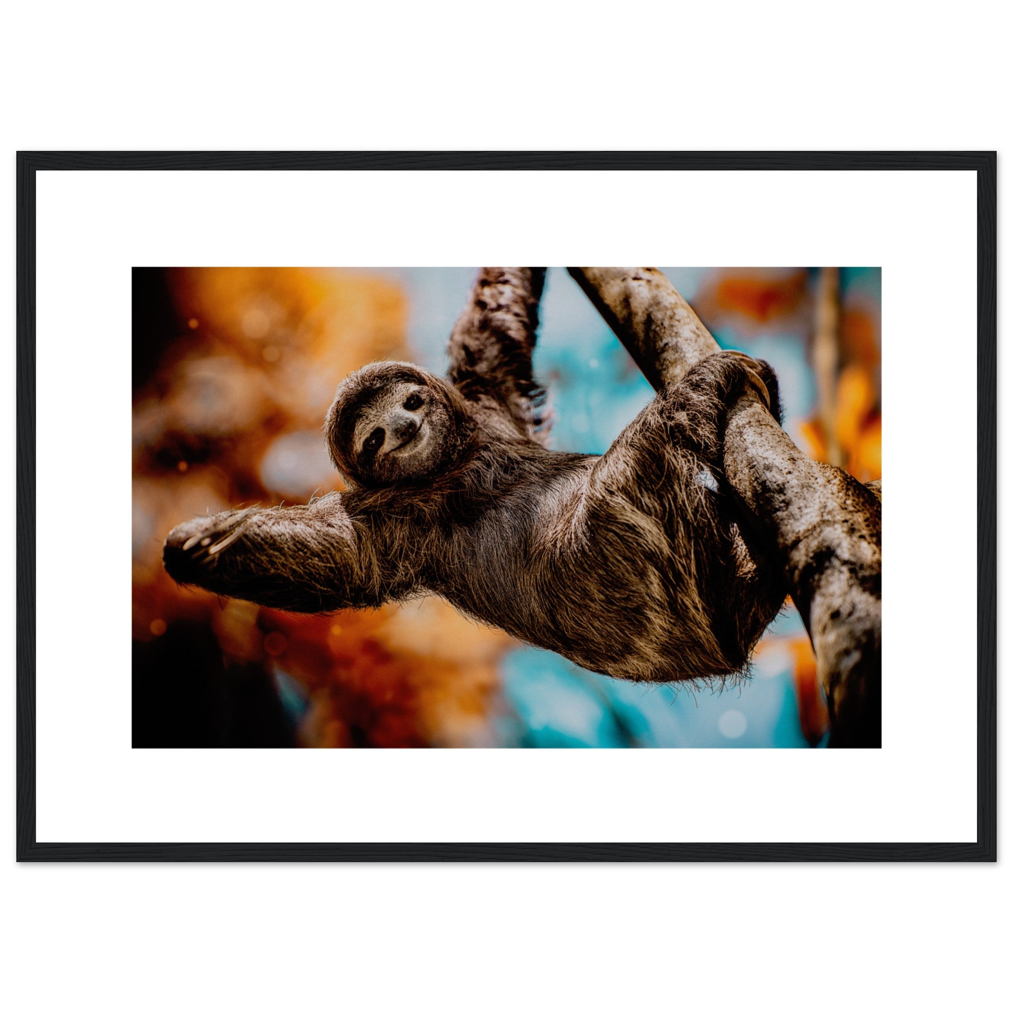 A Happy Sloth Hanging From A Tree In Costa Rica Poster