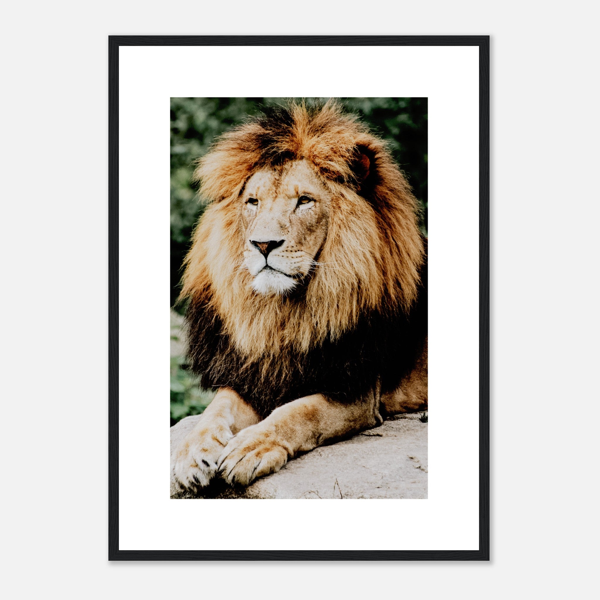 Retrato de león Póster