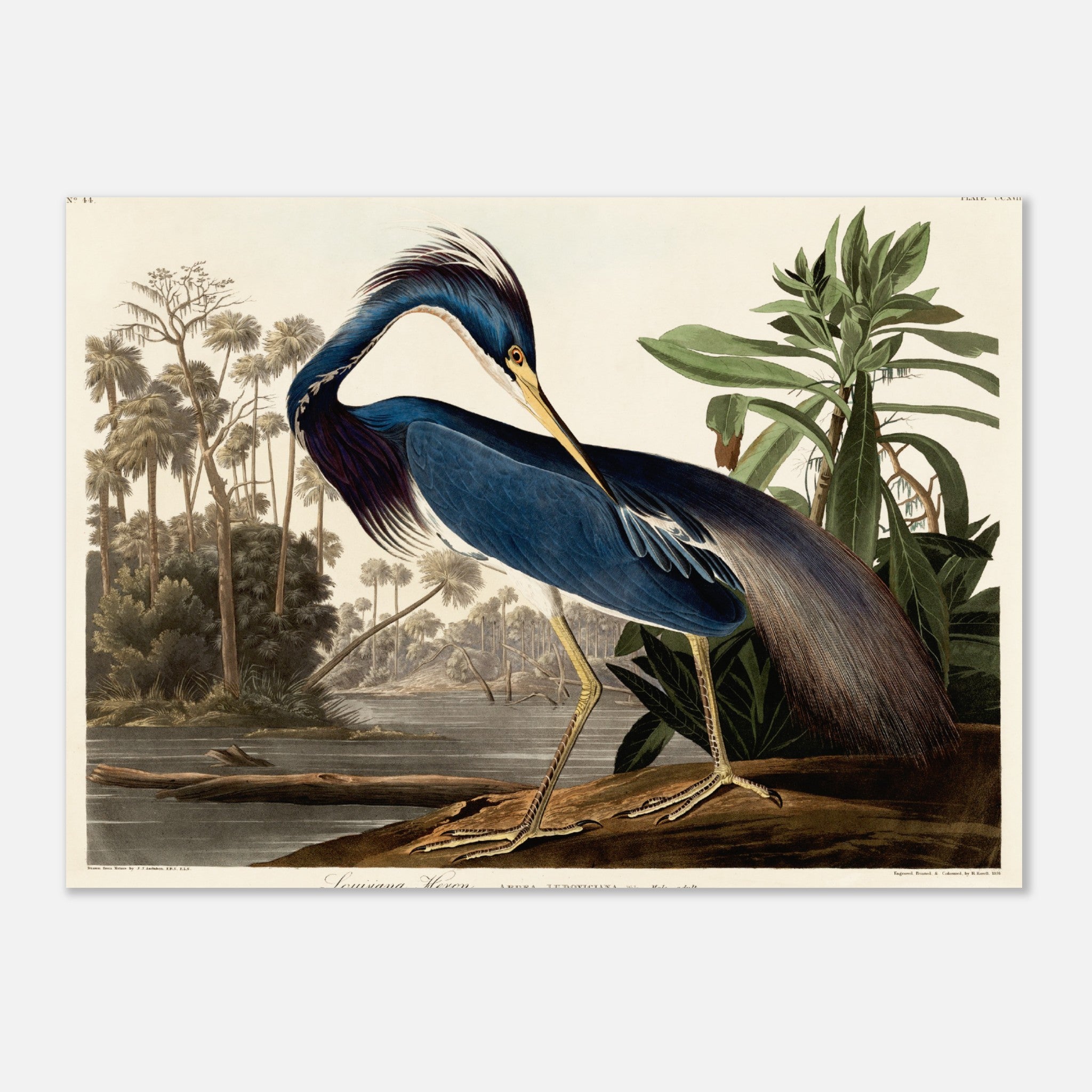 Garza Audubon de Luisiana Póster