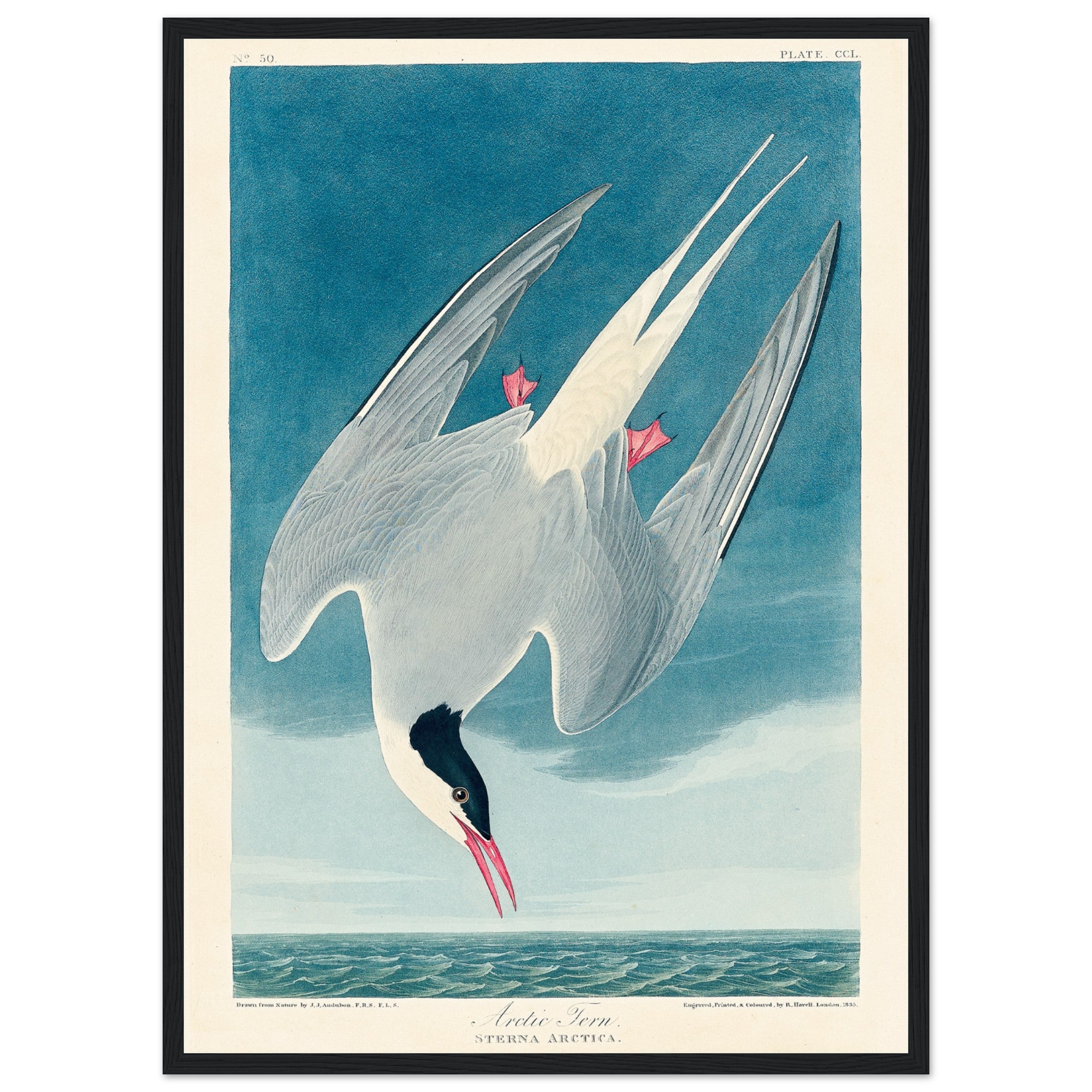 Arctic Tern by Audubon Poster