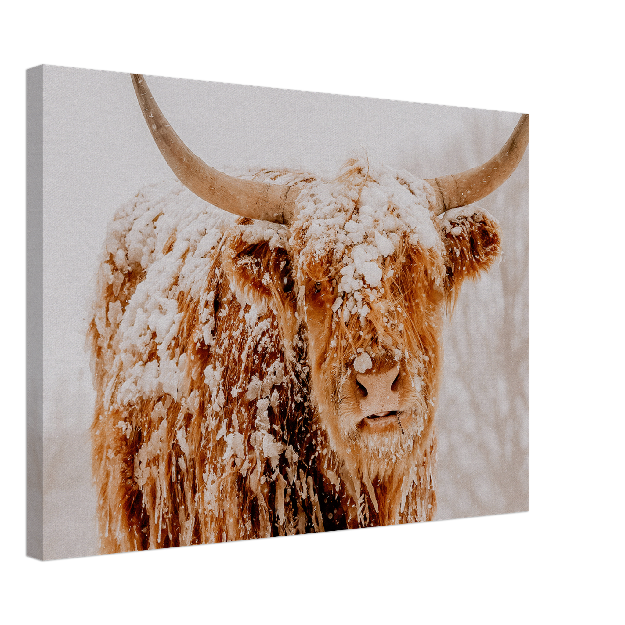 Retrato de una vaca de las Highlands escocesas en el lienzo de nieve