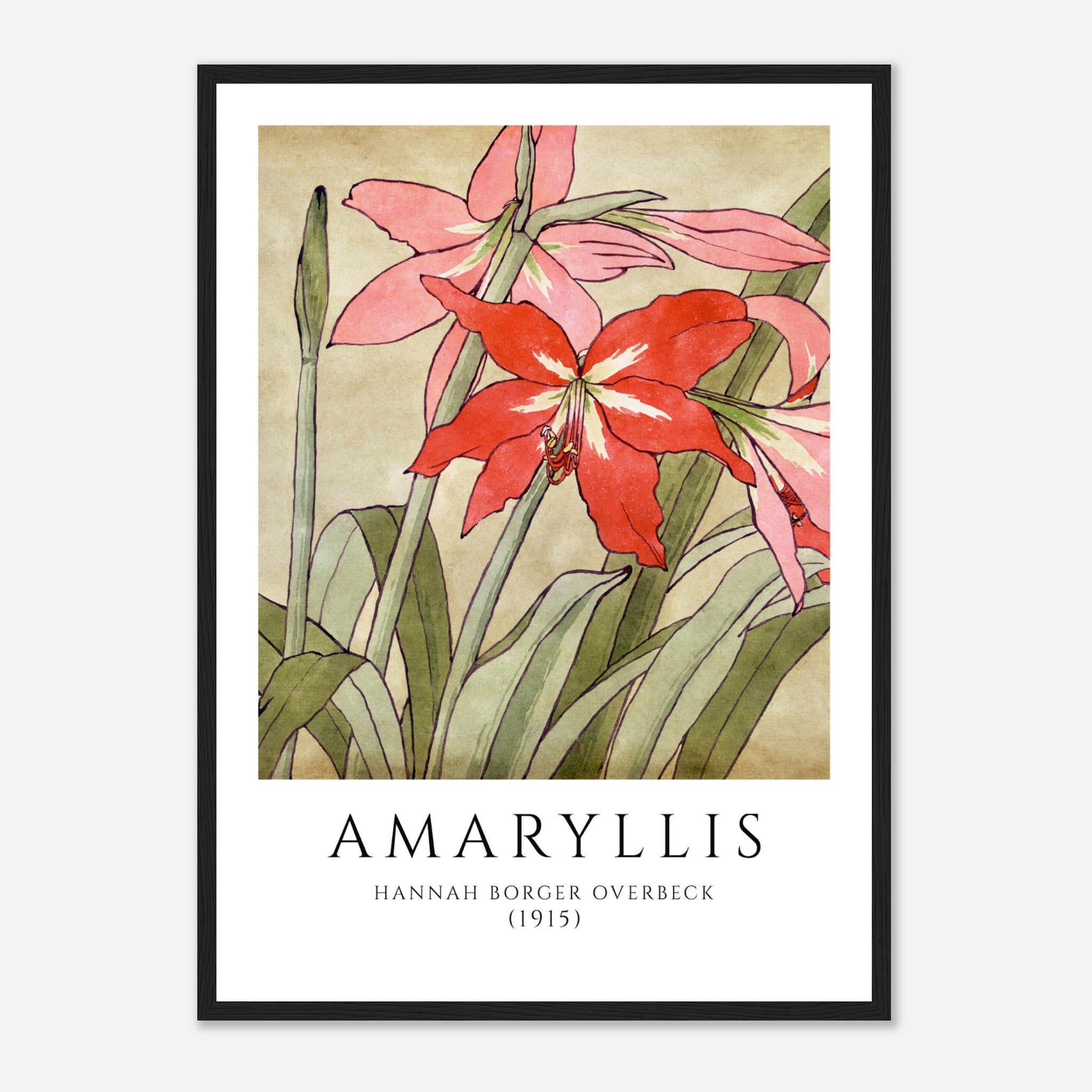 Amaryllis by Hannah Borger Poster