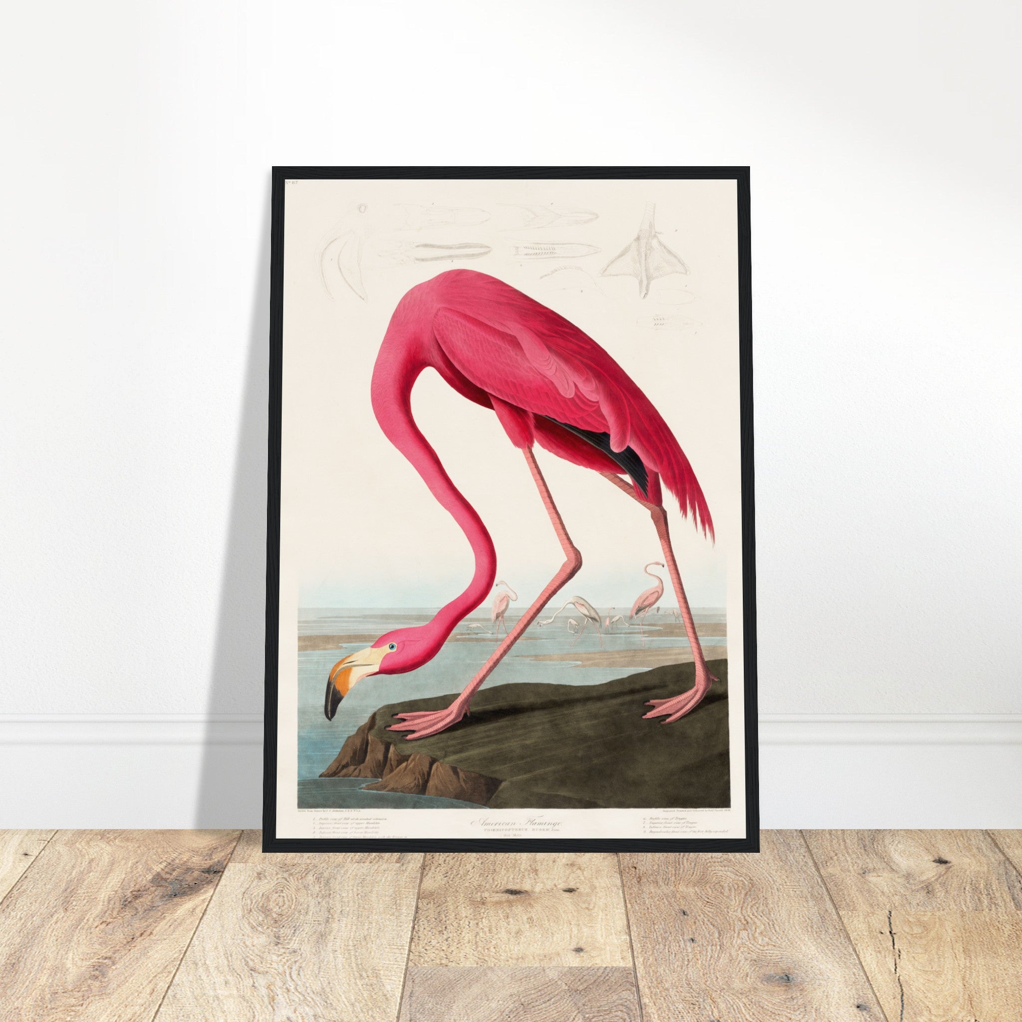 Audubon Pink Flamingo Poster